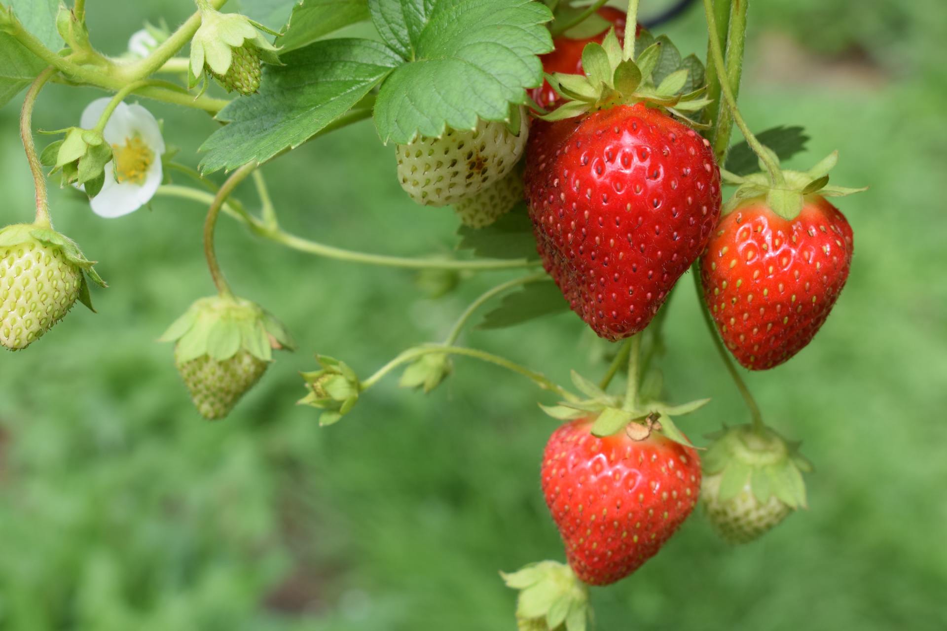 Strawberries are growing on a vine in a garden.