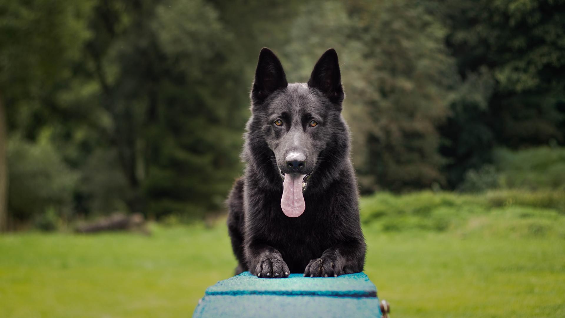 Cost of Protection Dogs