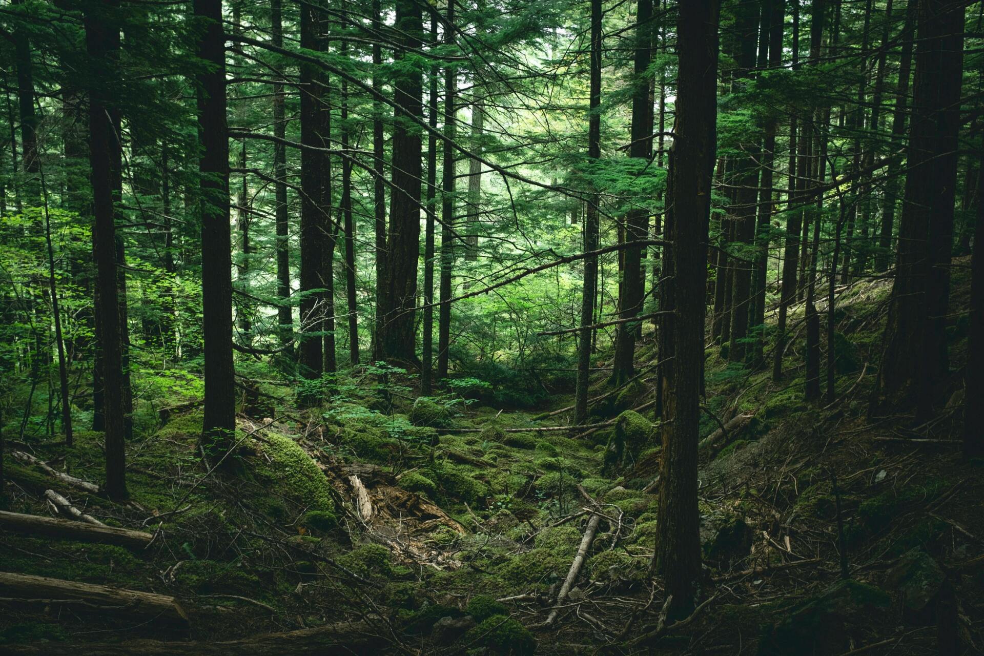 thick forest