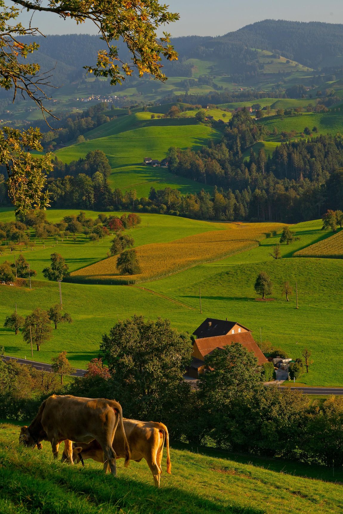 Two cows are grazing in a grassy field with mountains in the background