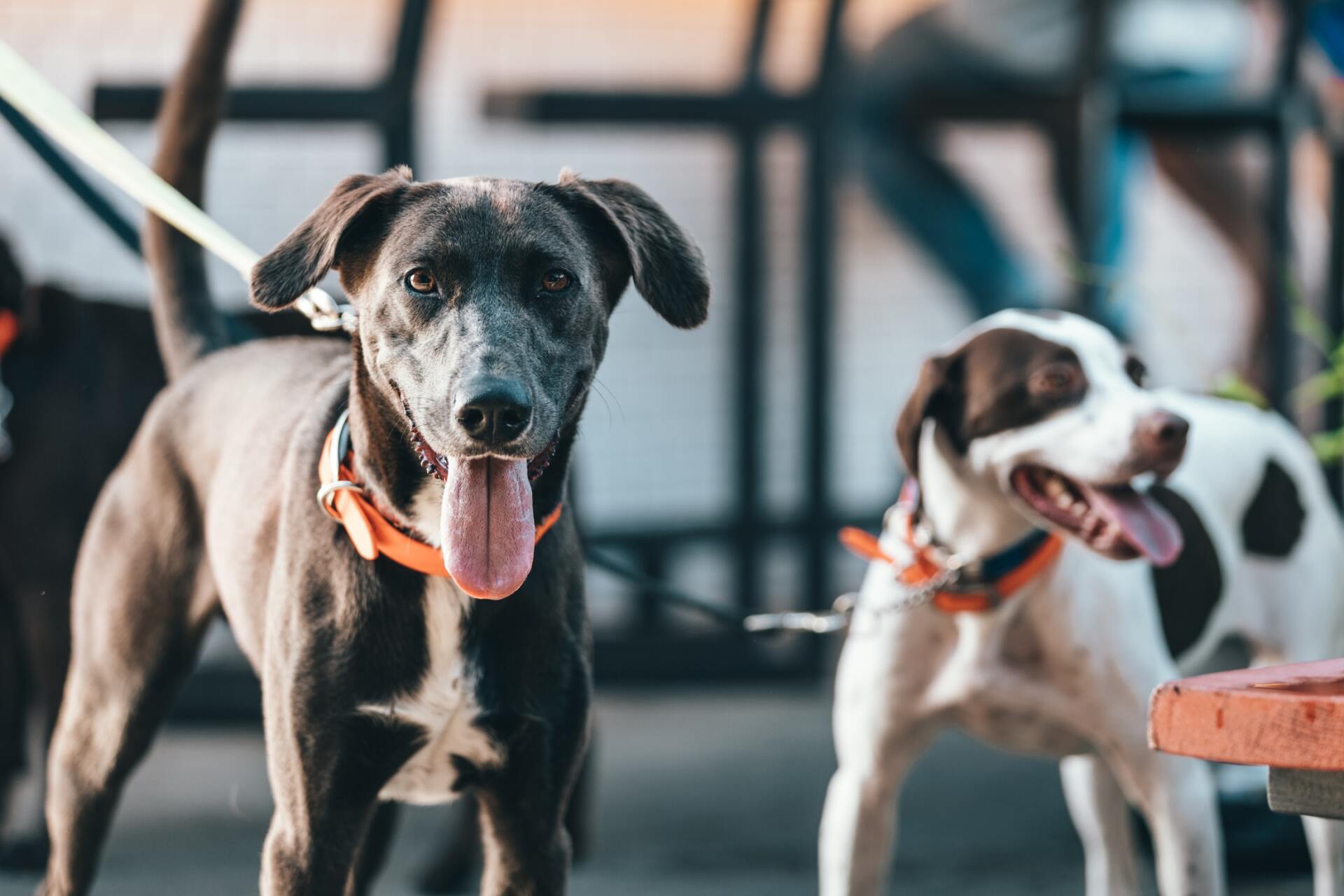 Dog Walker Avon Ohio