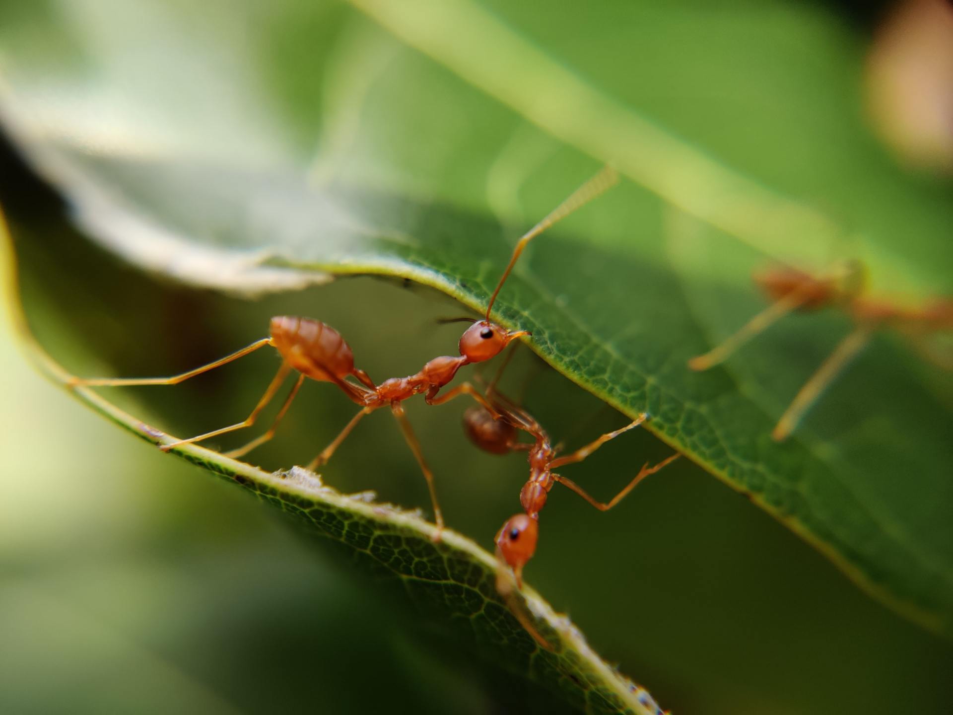 Ant
