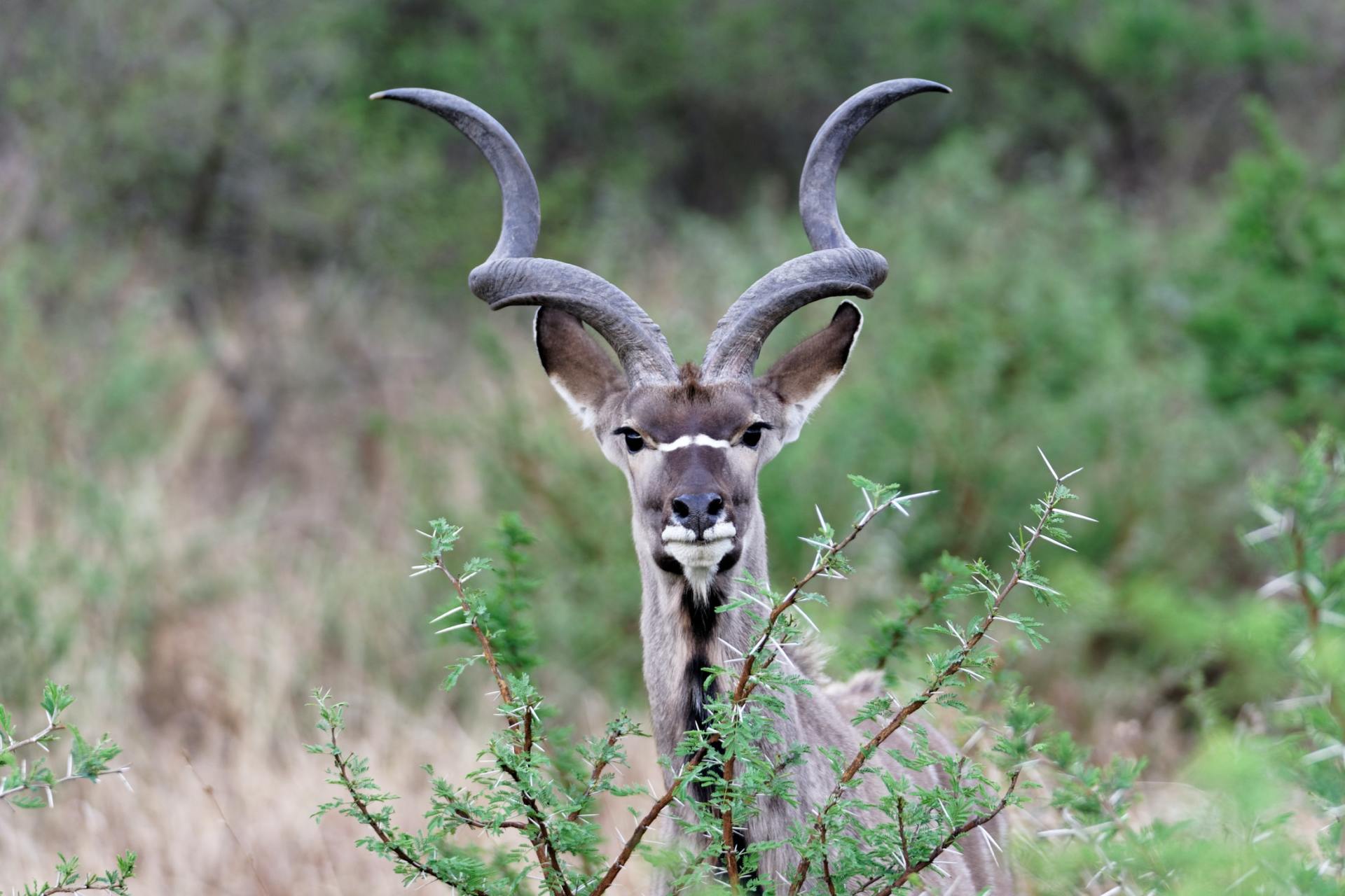 Kudu with large spiraling horns looks directly at the viewer, standing in brush.