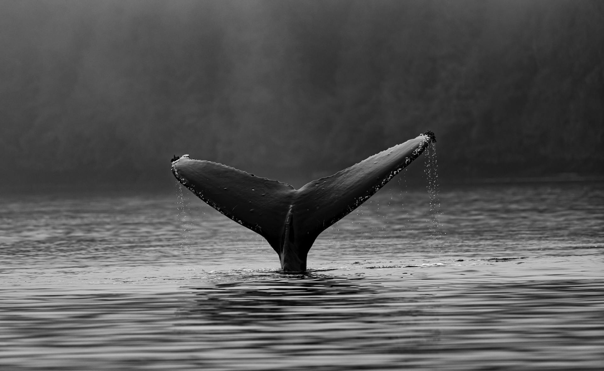 Whale tail breaking the water's surface, black and white photo.