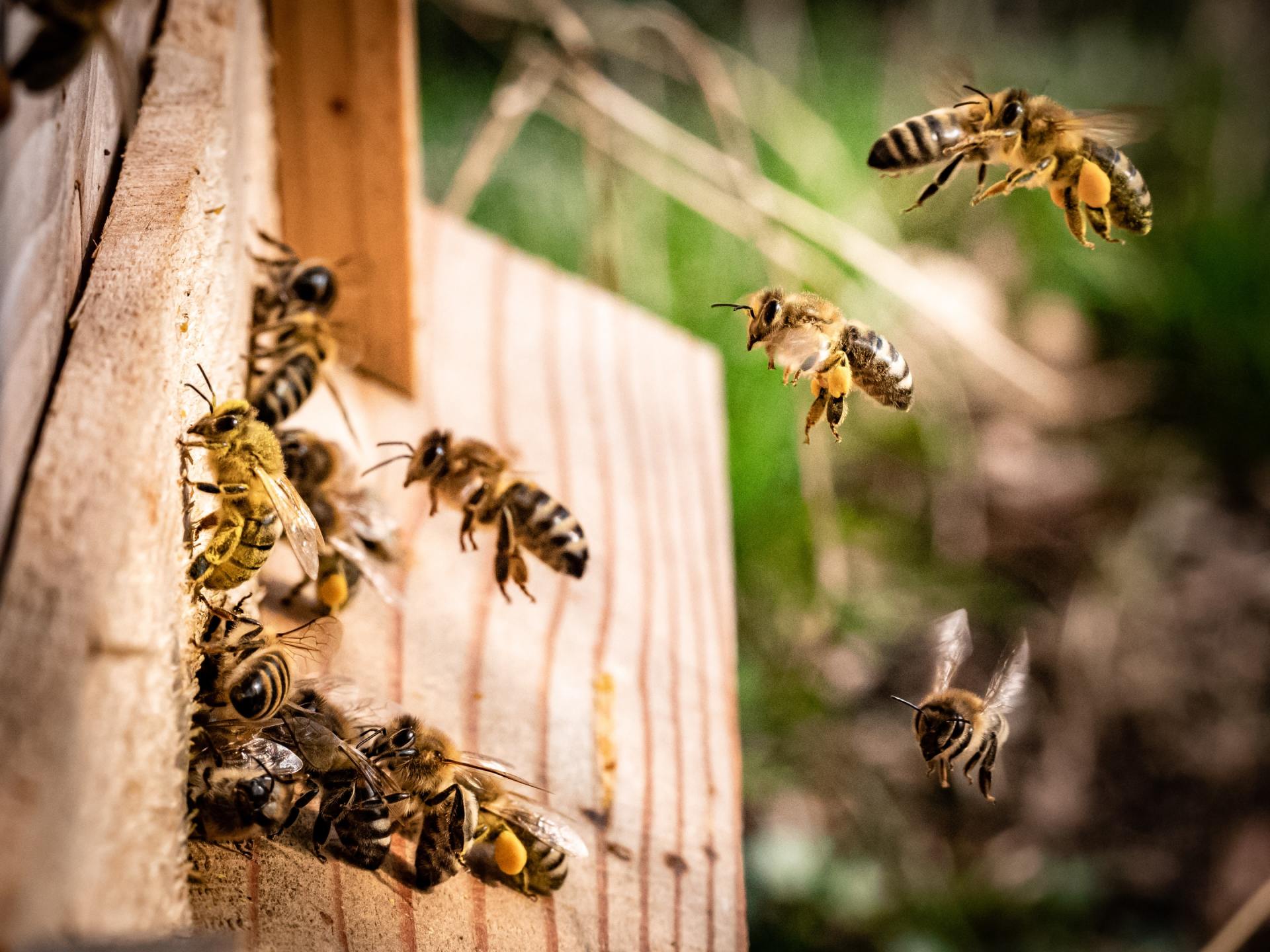Dealing With Bees Vs. Wasps or Hornets