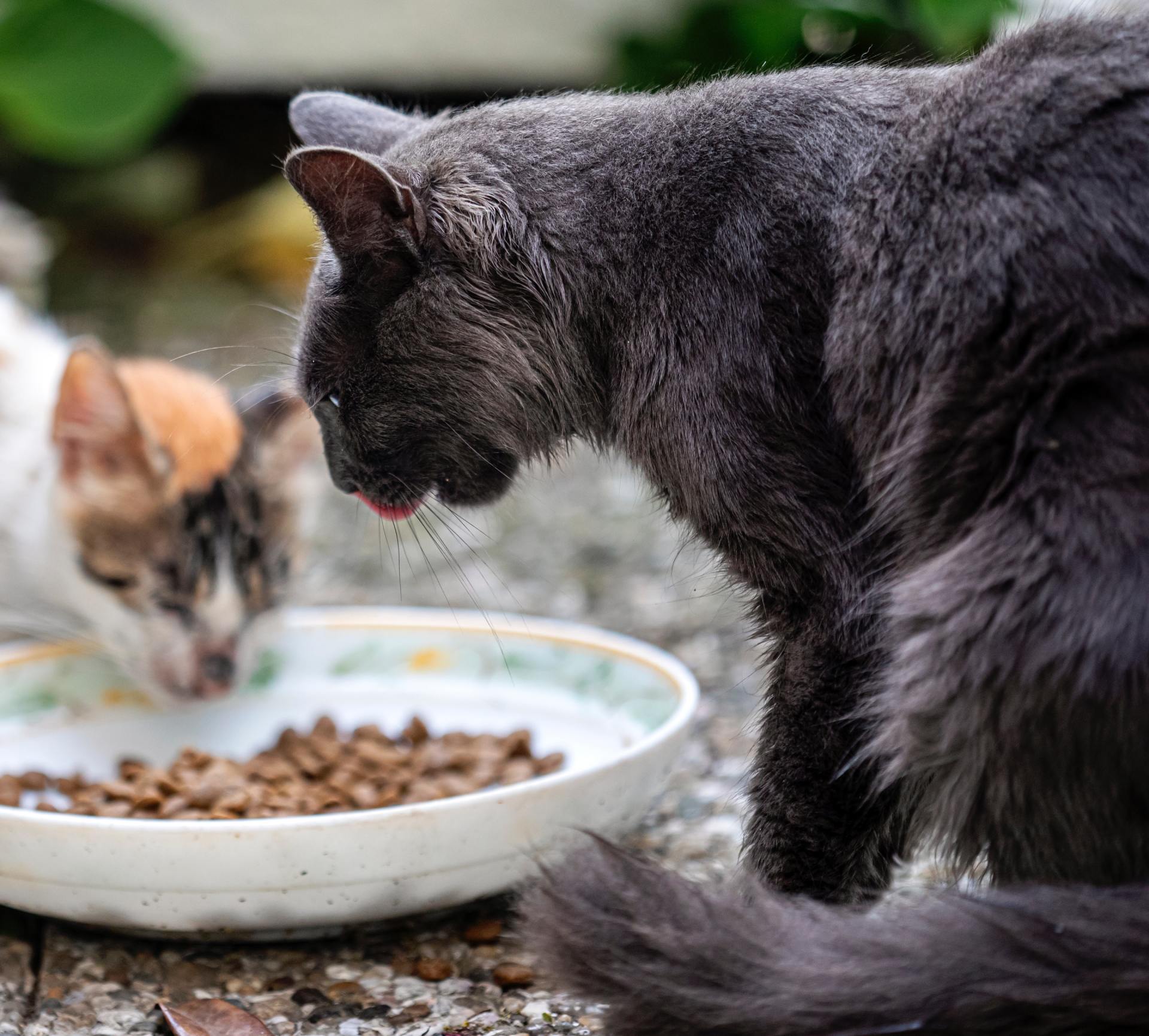 Chicchi di caffè