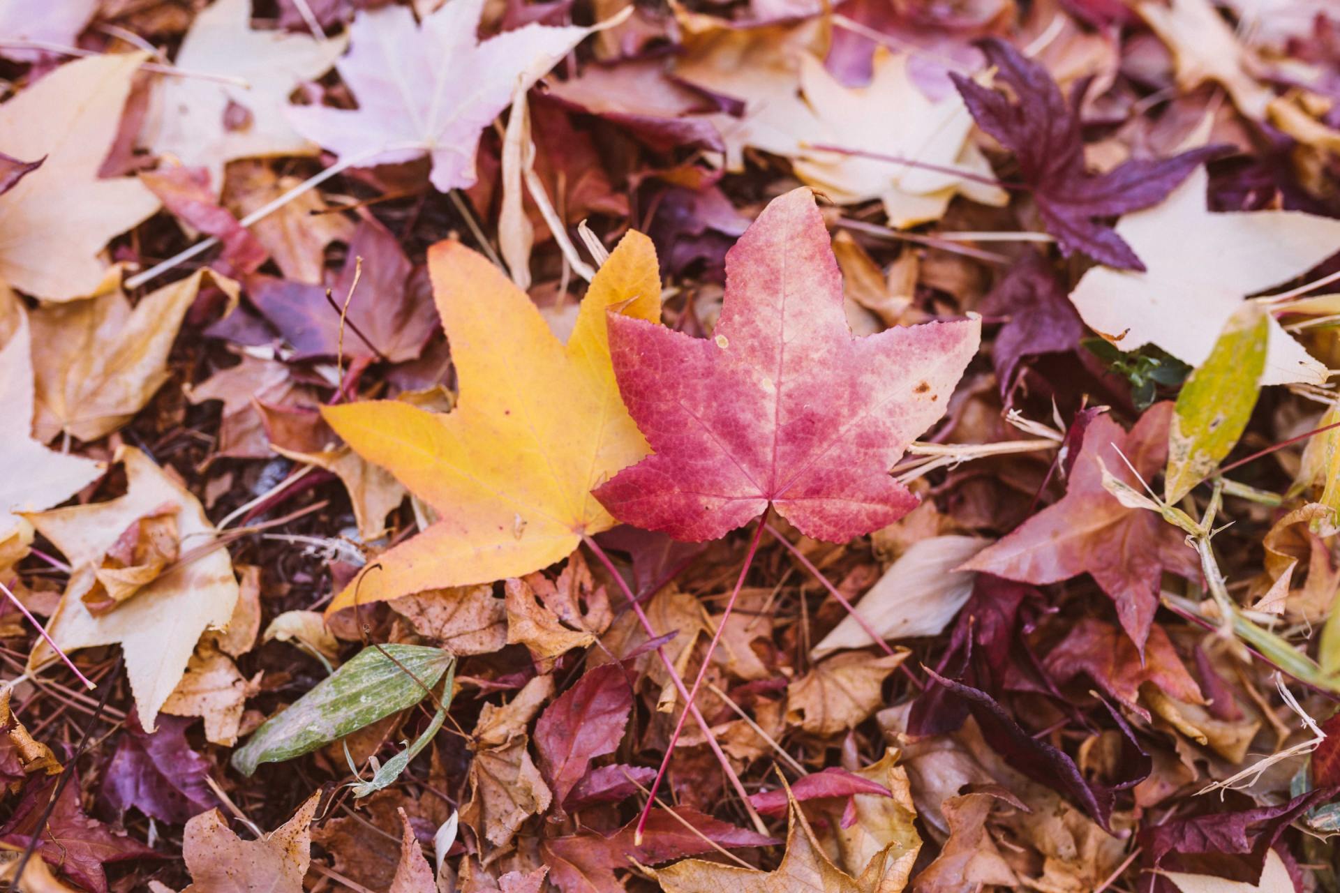 Autumn Leaves - EPIC Landscape Design Christchurch