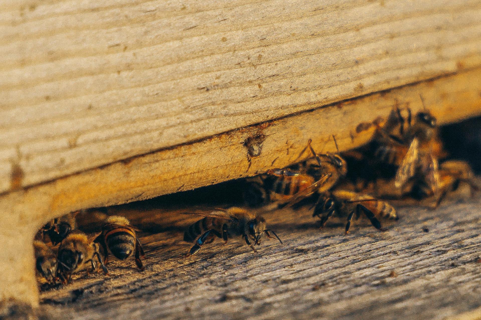 Got Termites or Bees in Your Mid-MO Home? Atkins Offers Quality Residential Pest Control Service