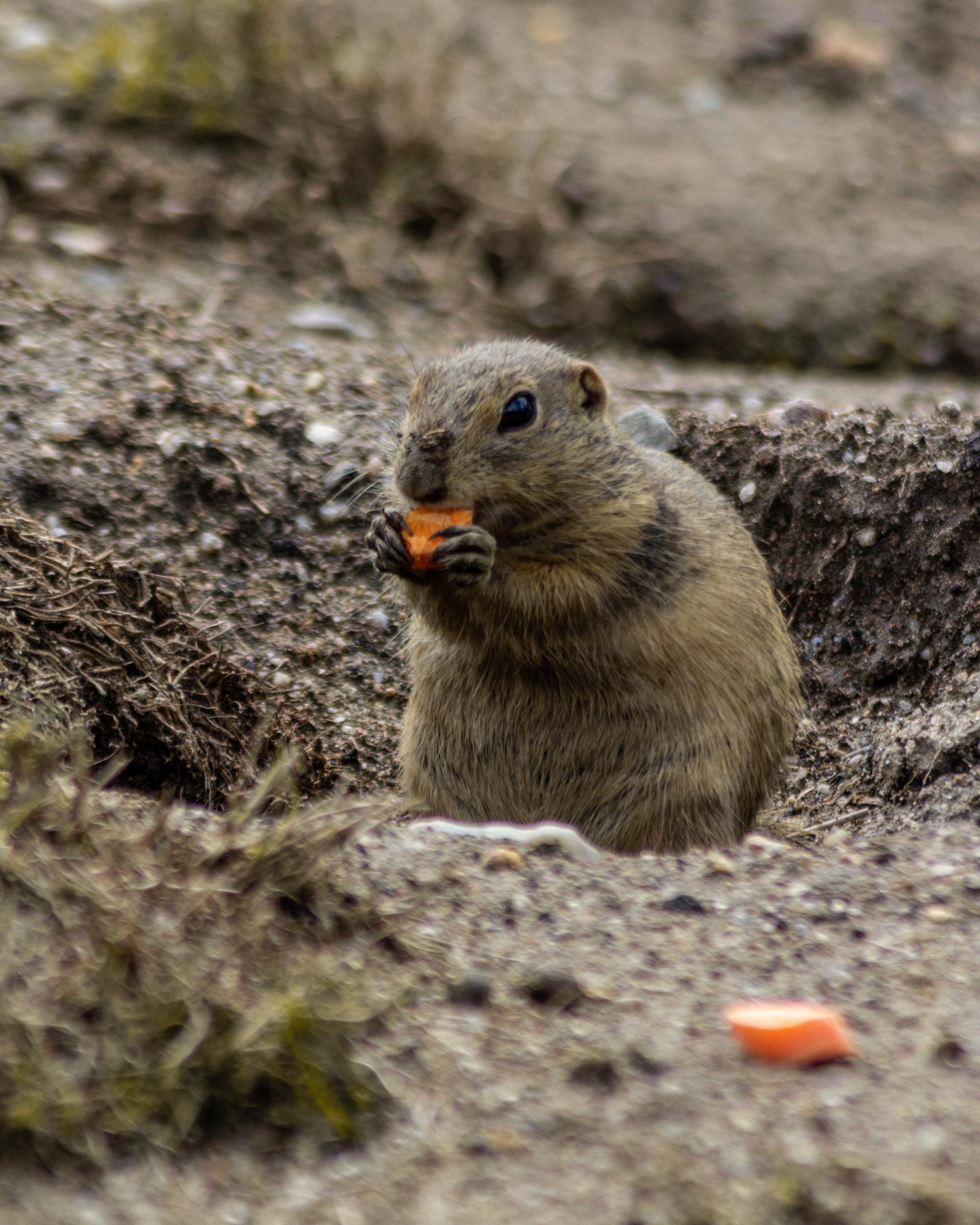 a ground squirrel is eating a carrot in the dirt .
