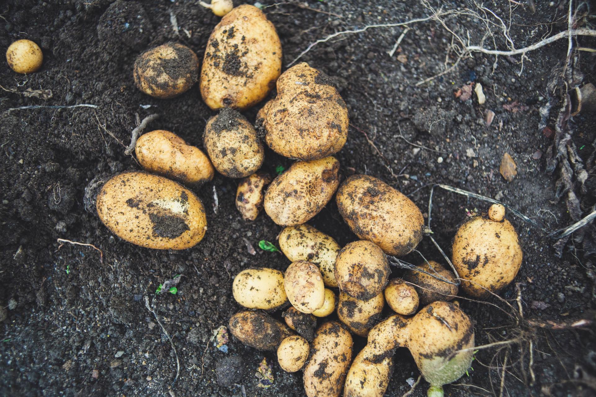 Potatoes in soil