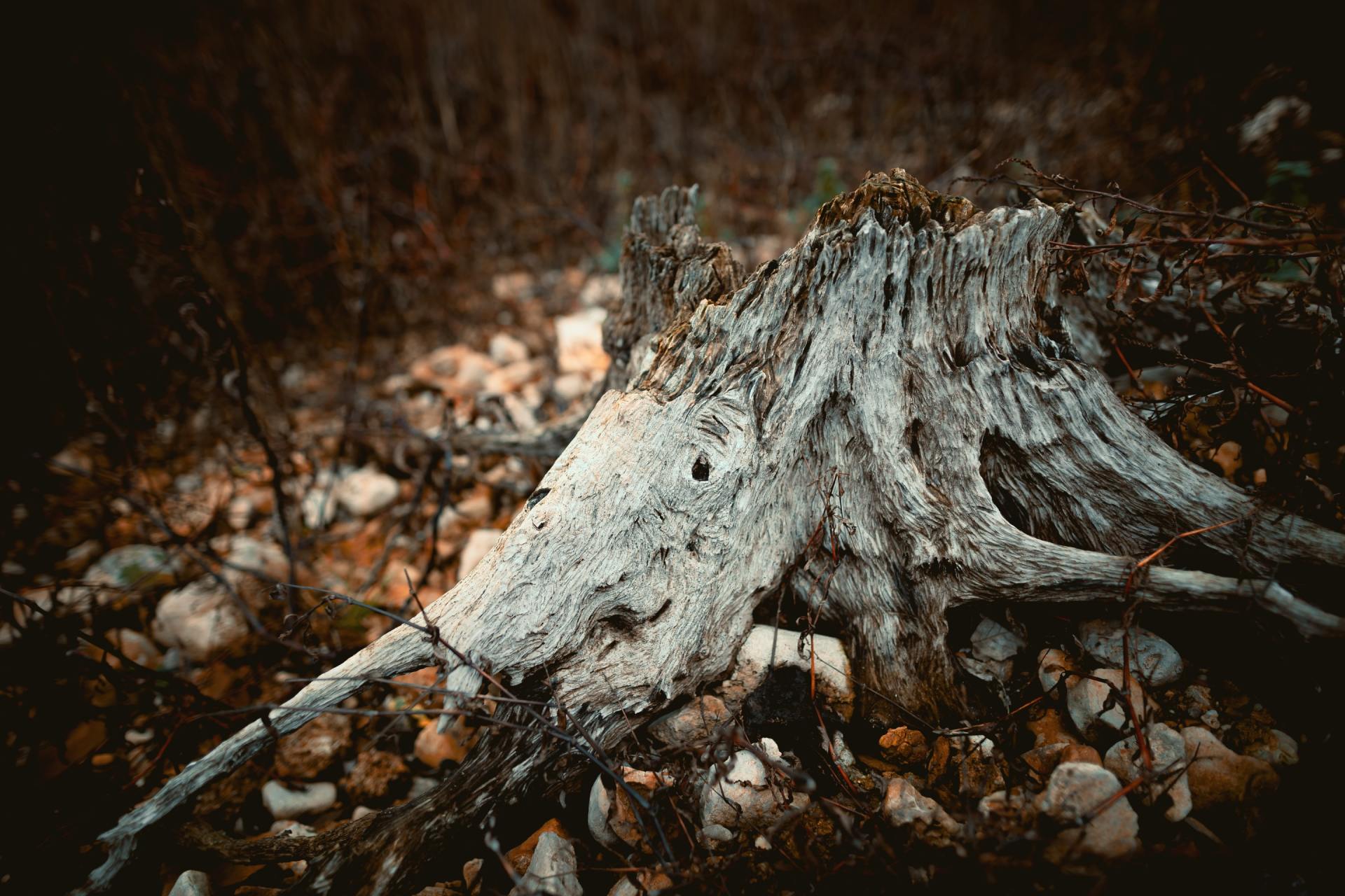 tree stump removal in kernersville, nc