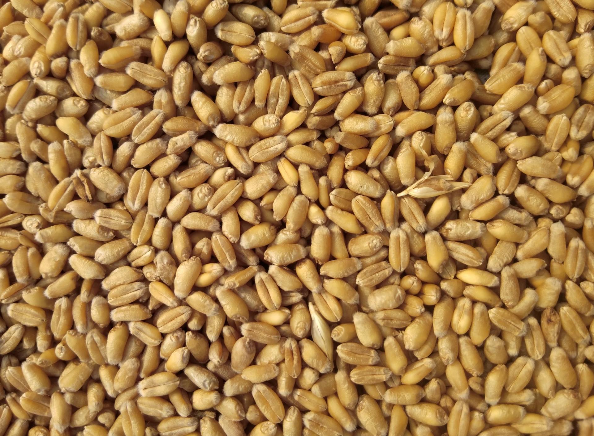 High FODMAP Diet: Wheat