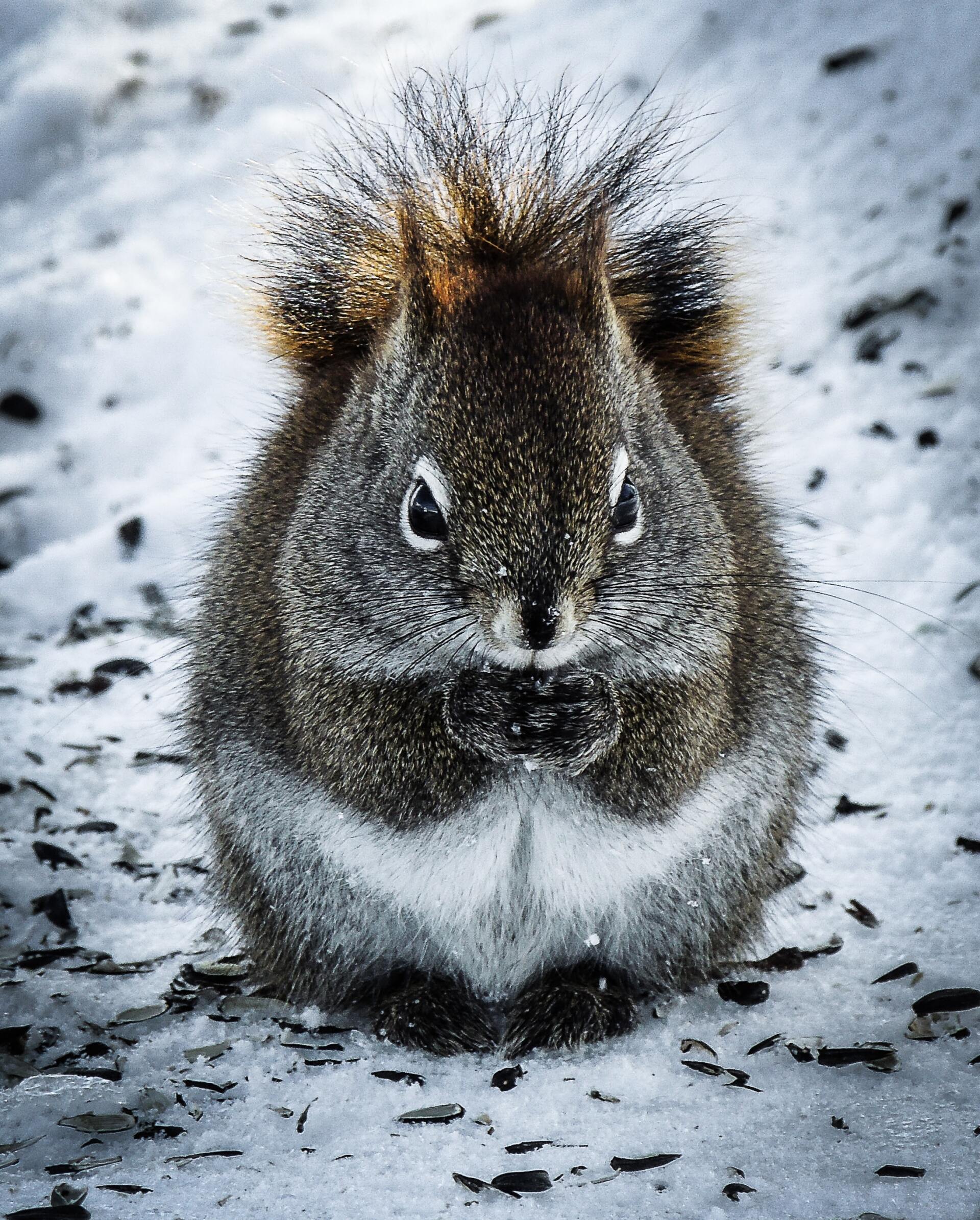 squirrel in the snow