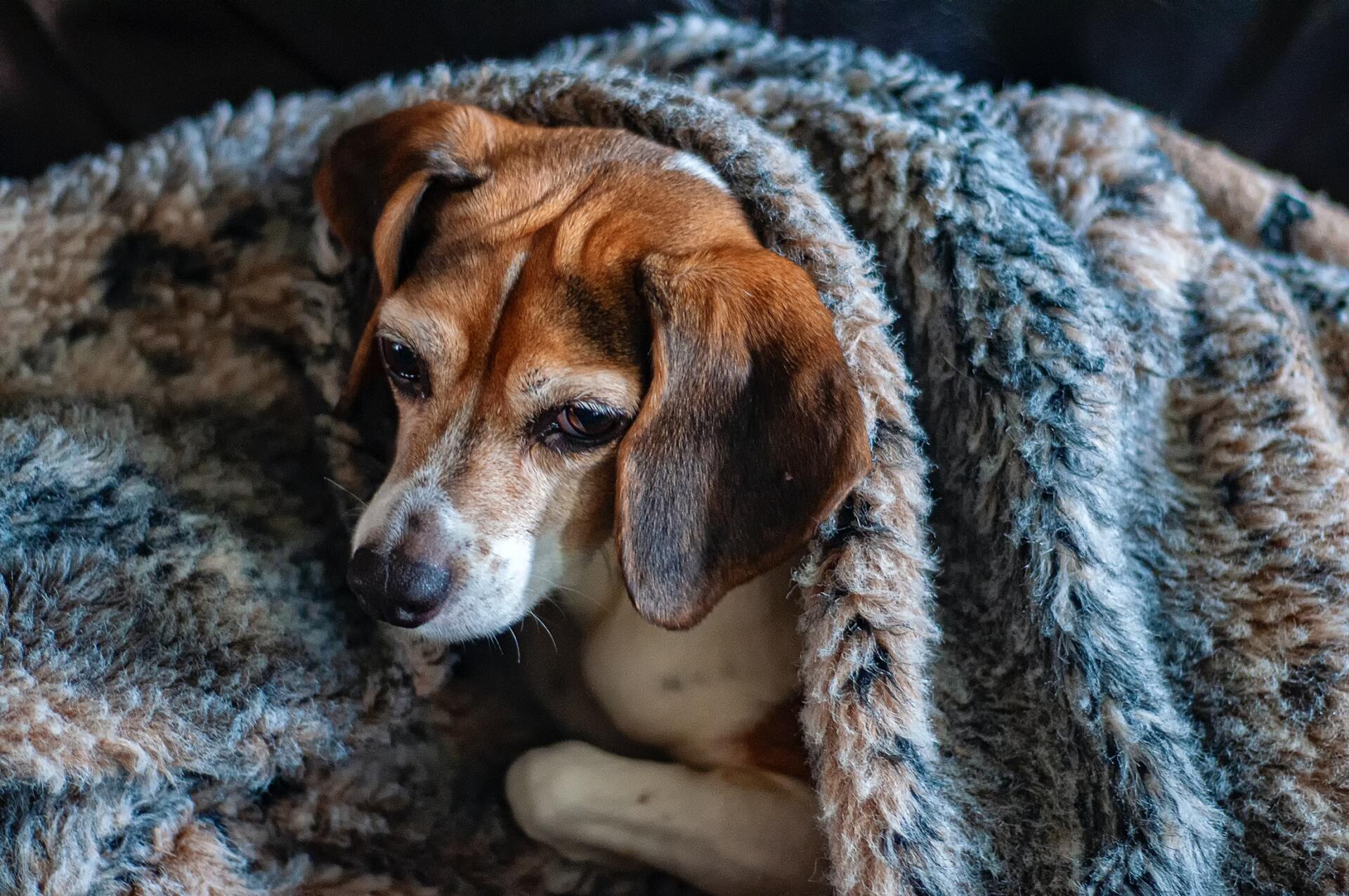Sick Dog