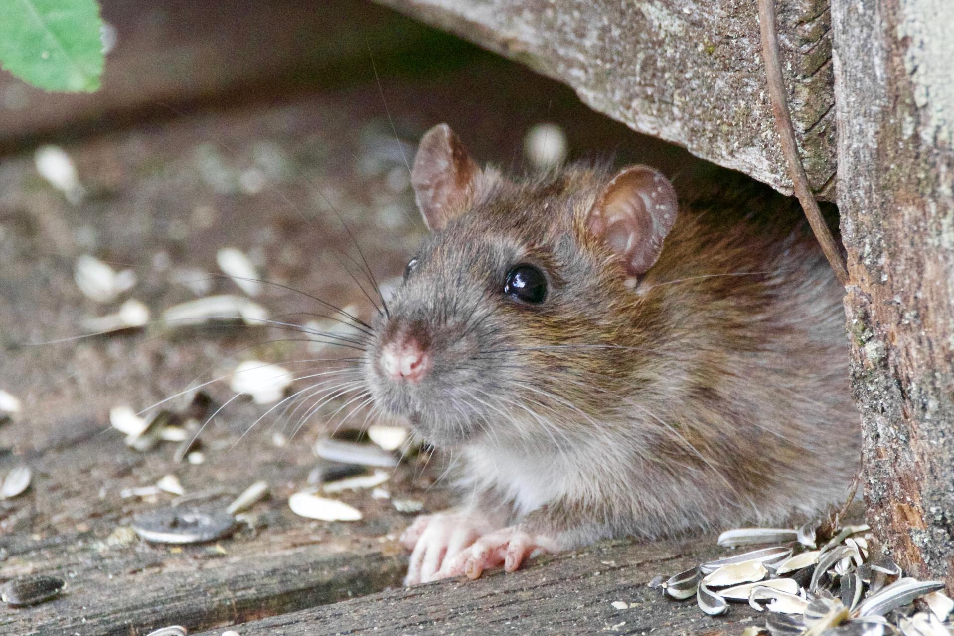 Rodent Control - Norfolk & Suffolk - Command Pest Control LTD