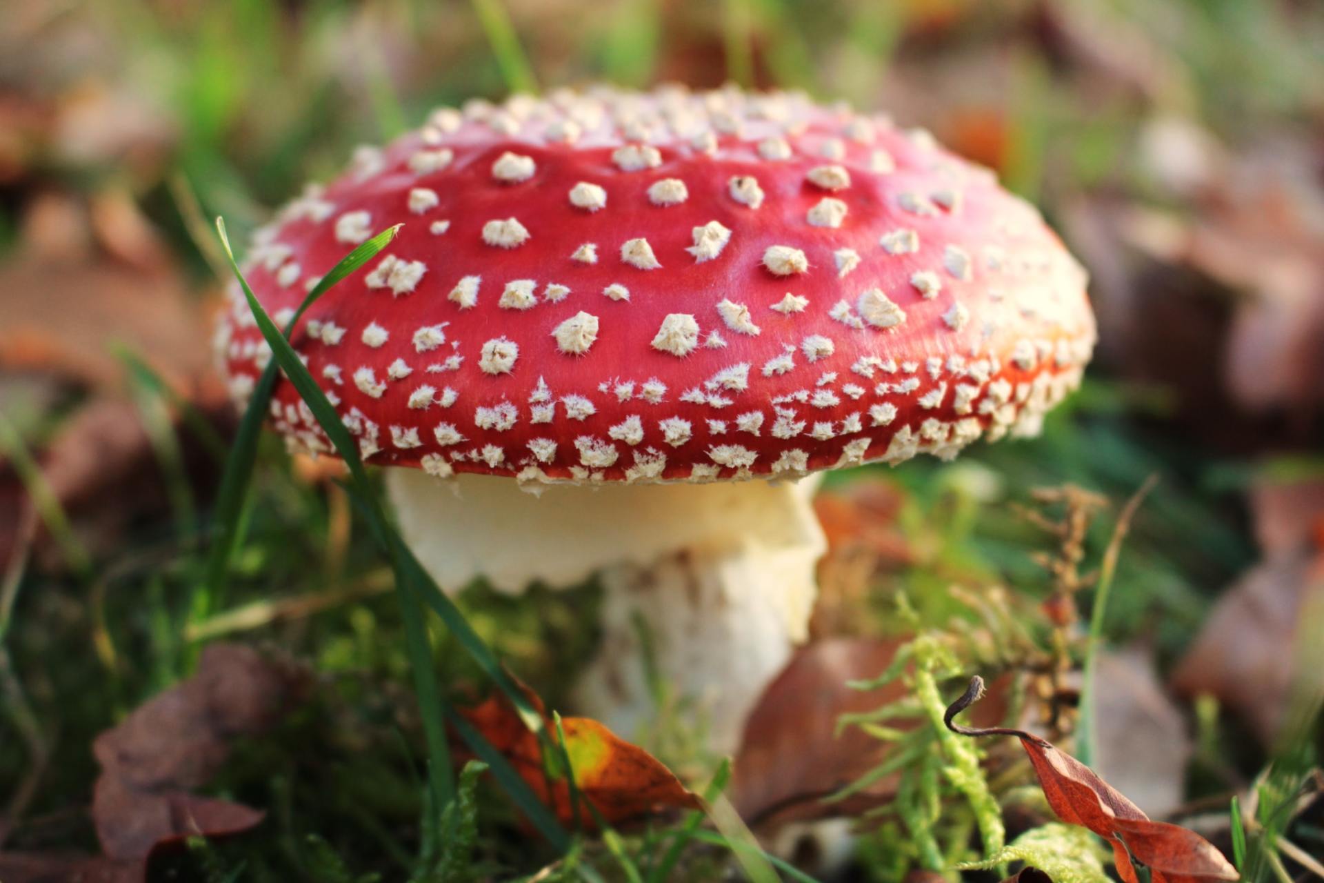 Er groeit een rood-witte paddenstoel in het gras.
