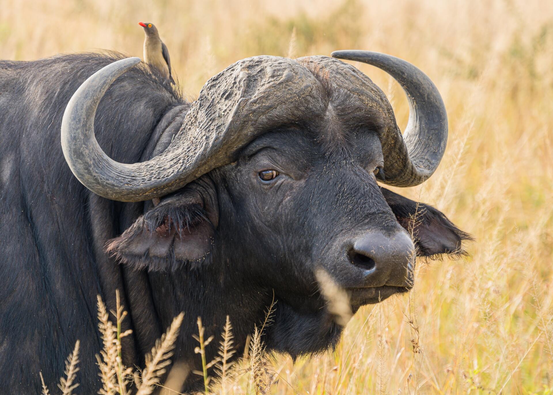 African buffalo with curved horns, a bird perched on its back, in grassy field.