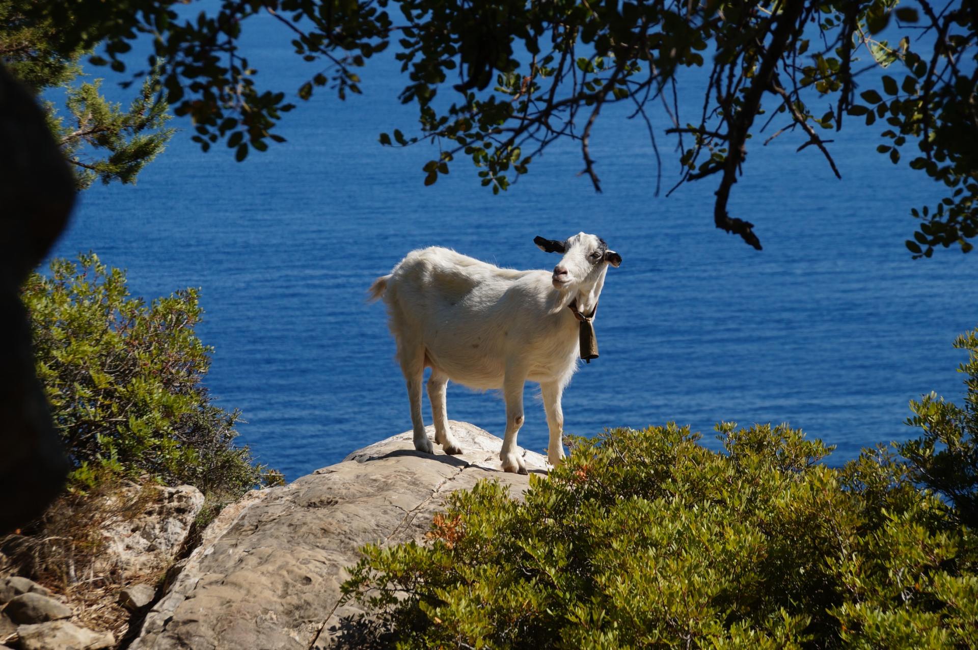 Fauna di Nuoro