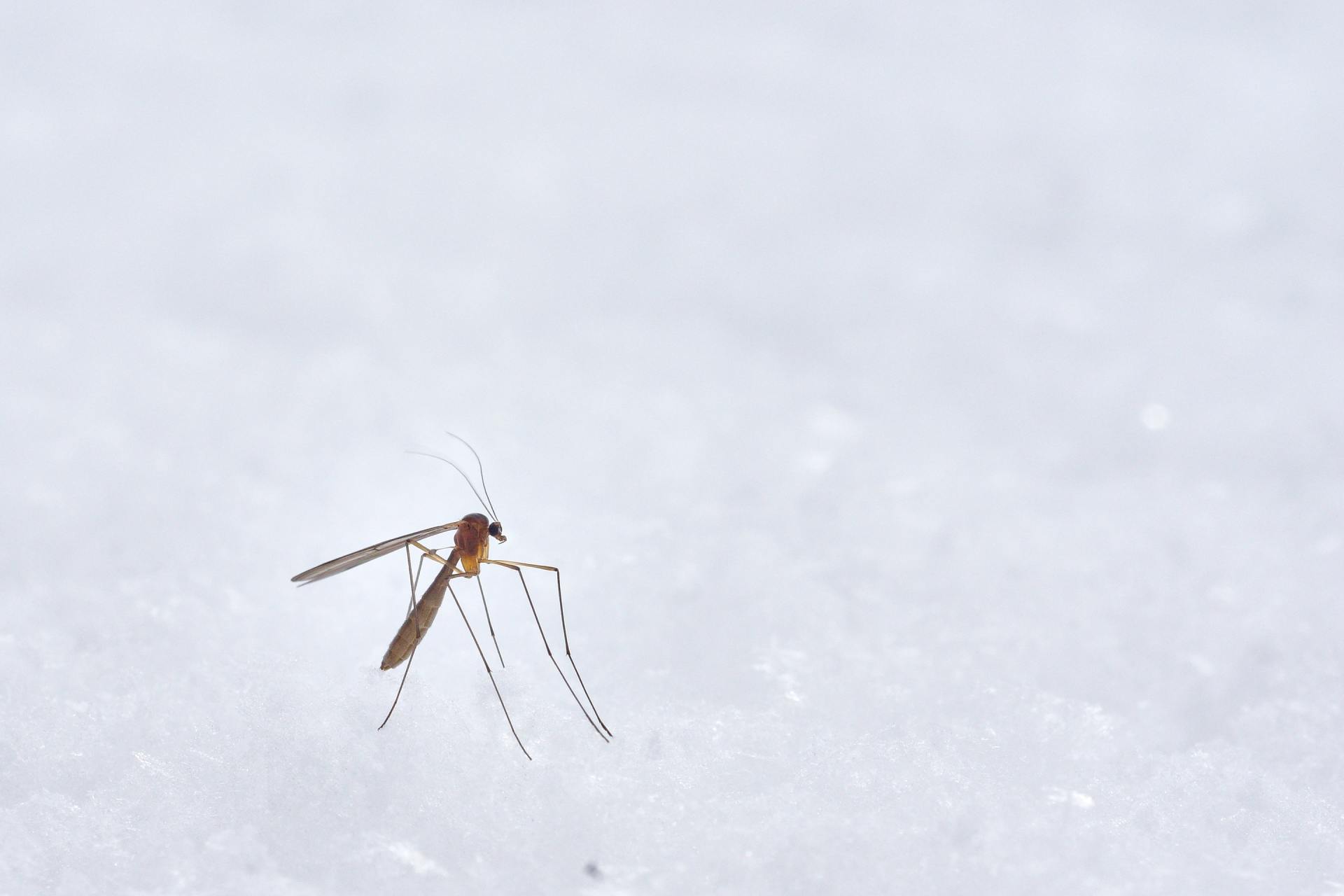 Mosquitoes