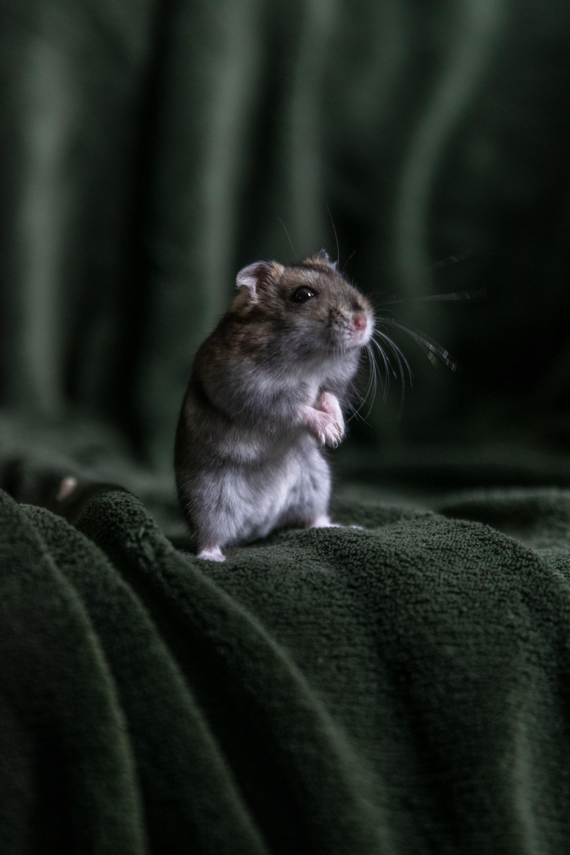 Rodent Baiting and Rodent Removal, Mouse Removal and rat Removal
