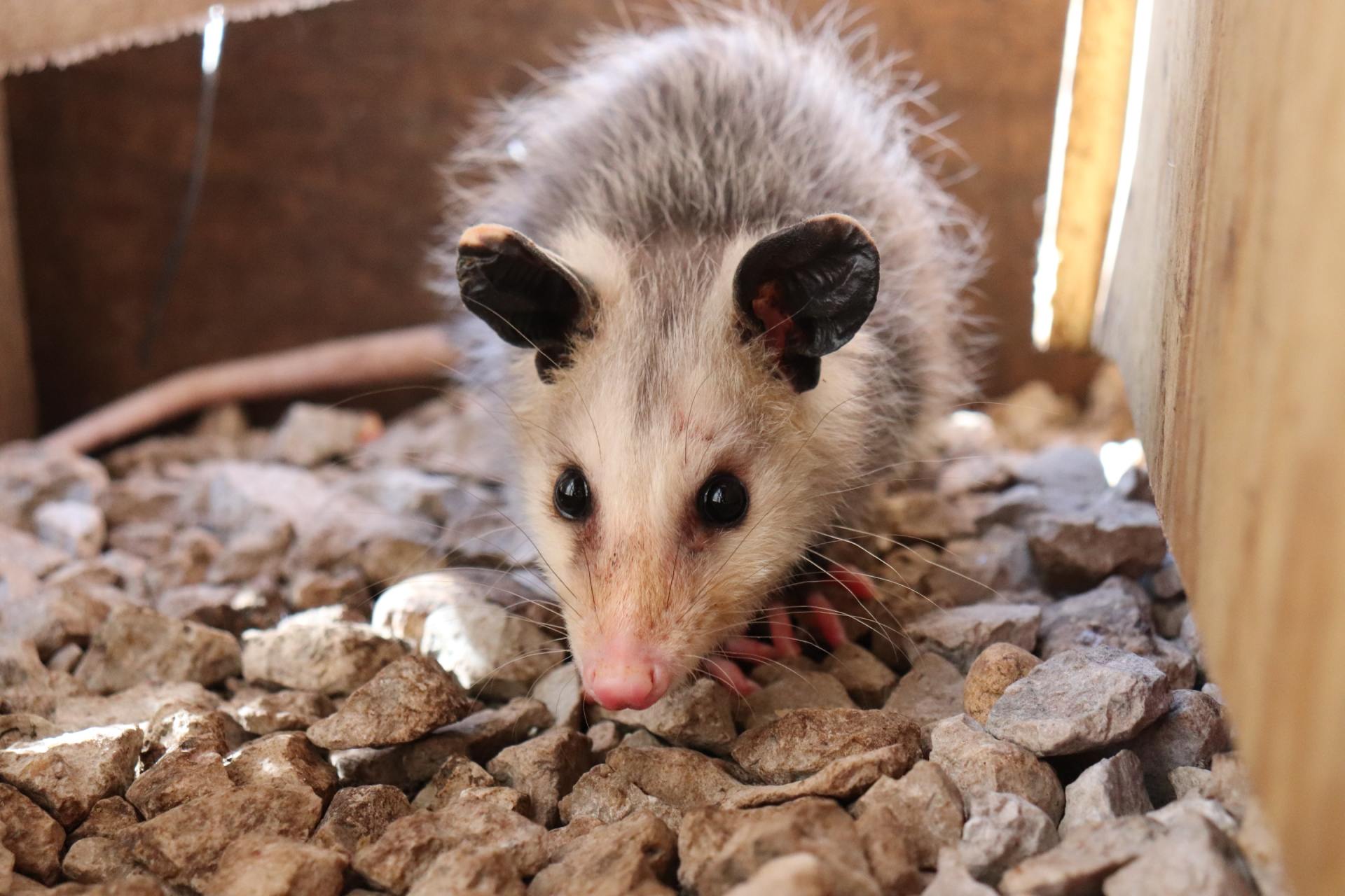Animal Wildlife Removal