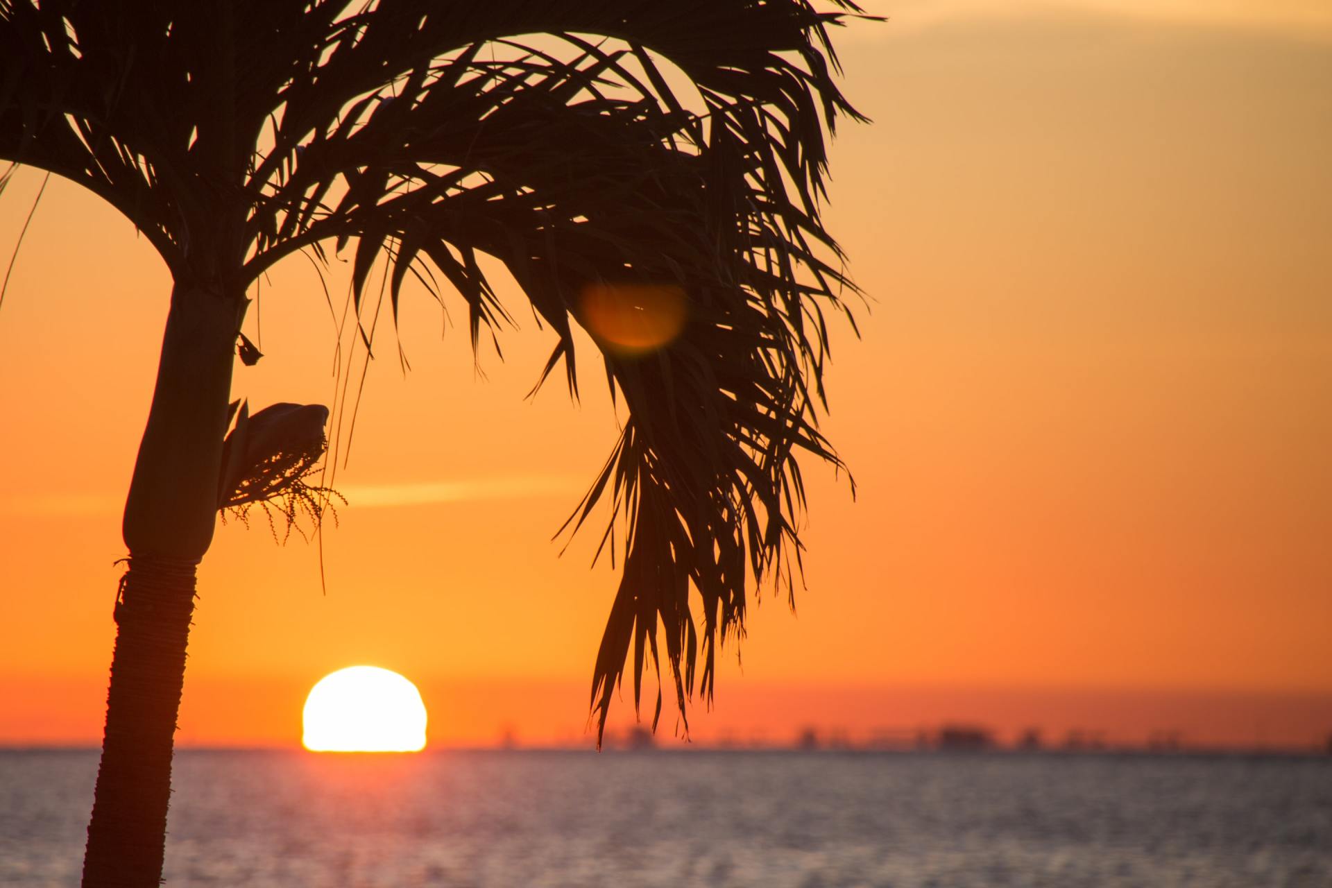 Sunset over ocean, silhouetted palm tree against orange sky, sun near horizon.