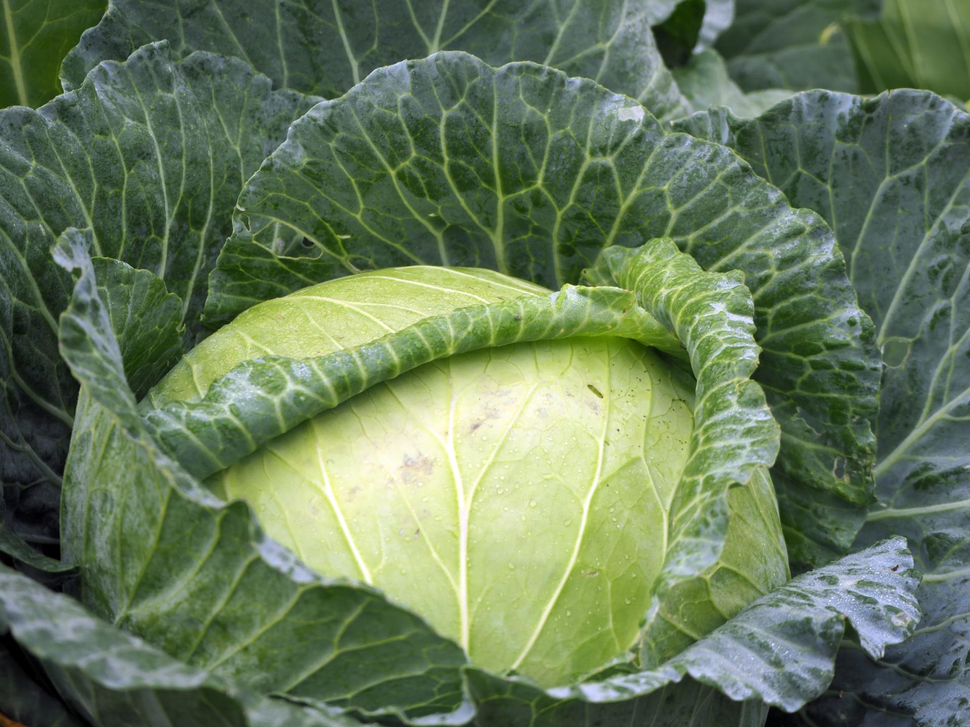 High FODMAP Diet: Cabbage