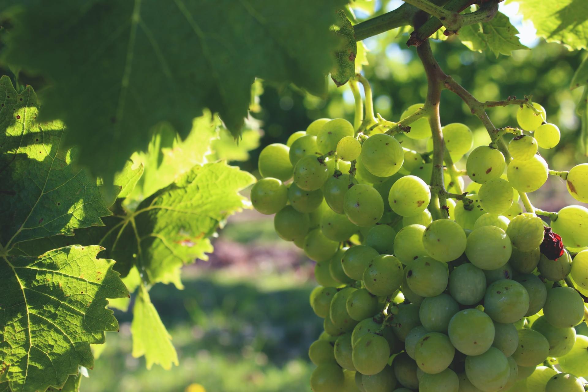 Raisin blanc