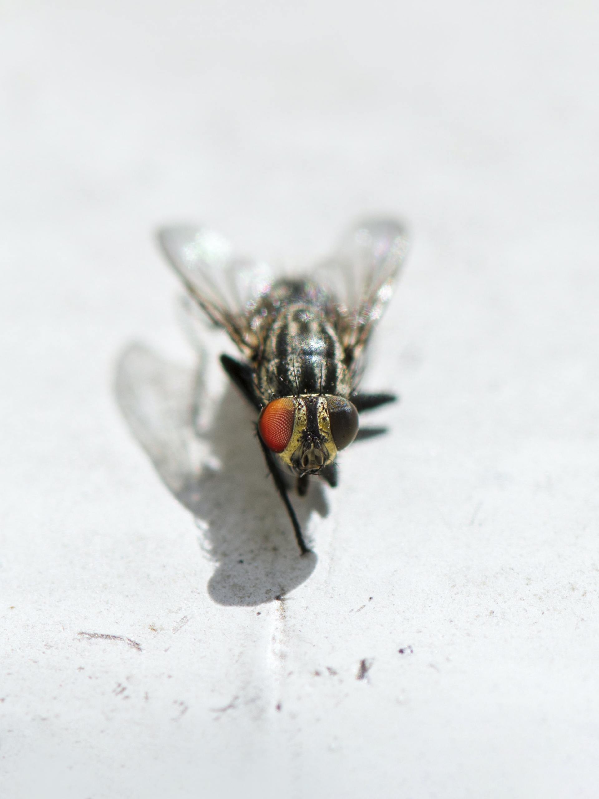 Commercial Pest Control In Buffalo