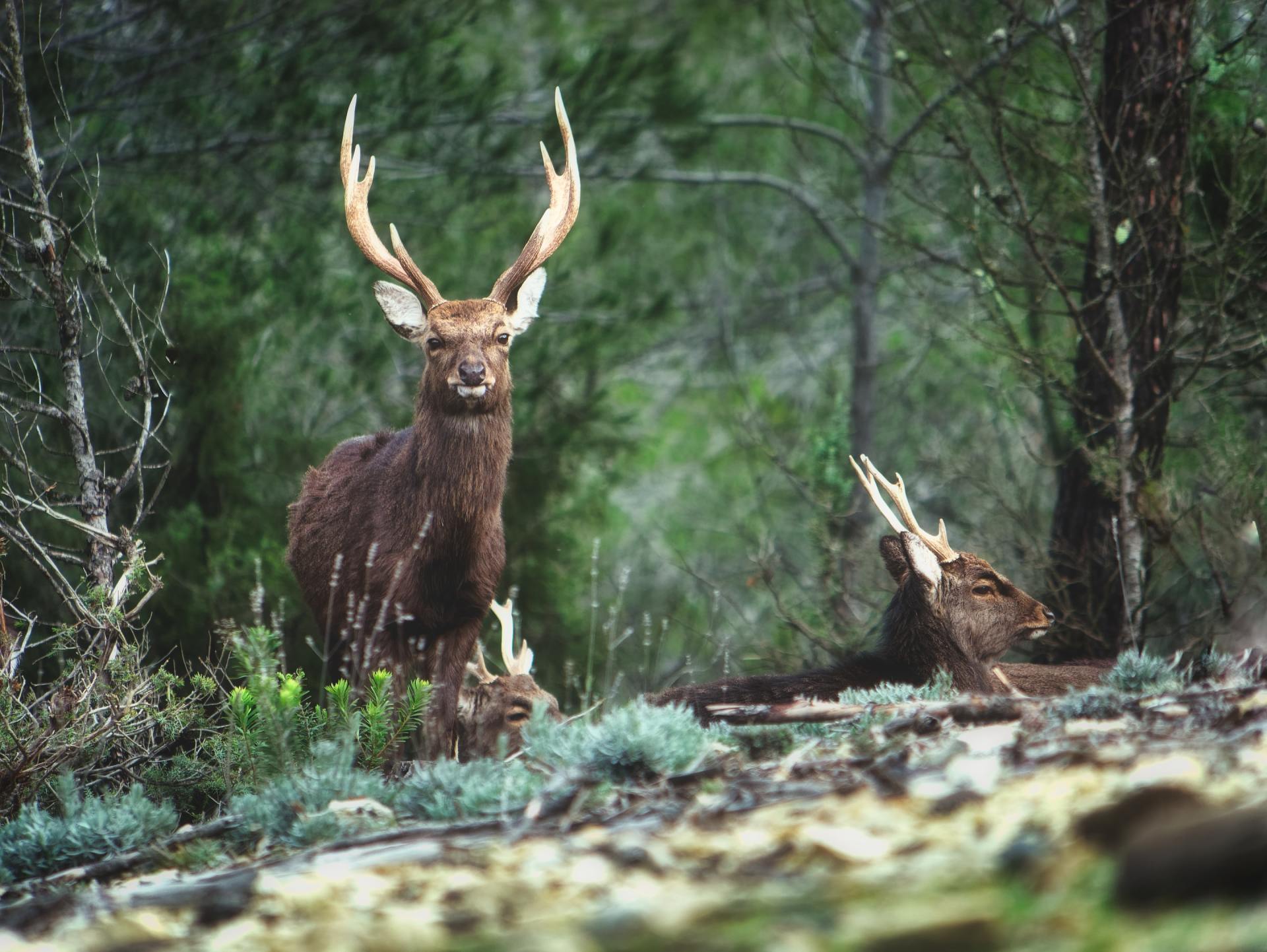 Deer with large antlers standing in a forest; other deer nearby, some resting.