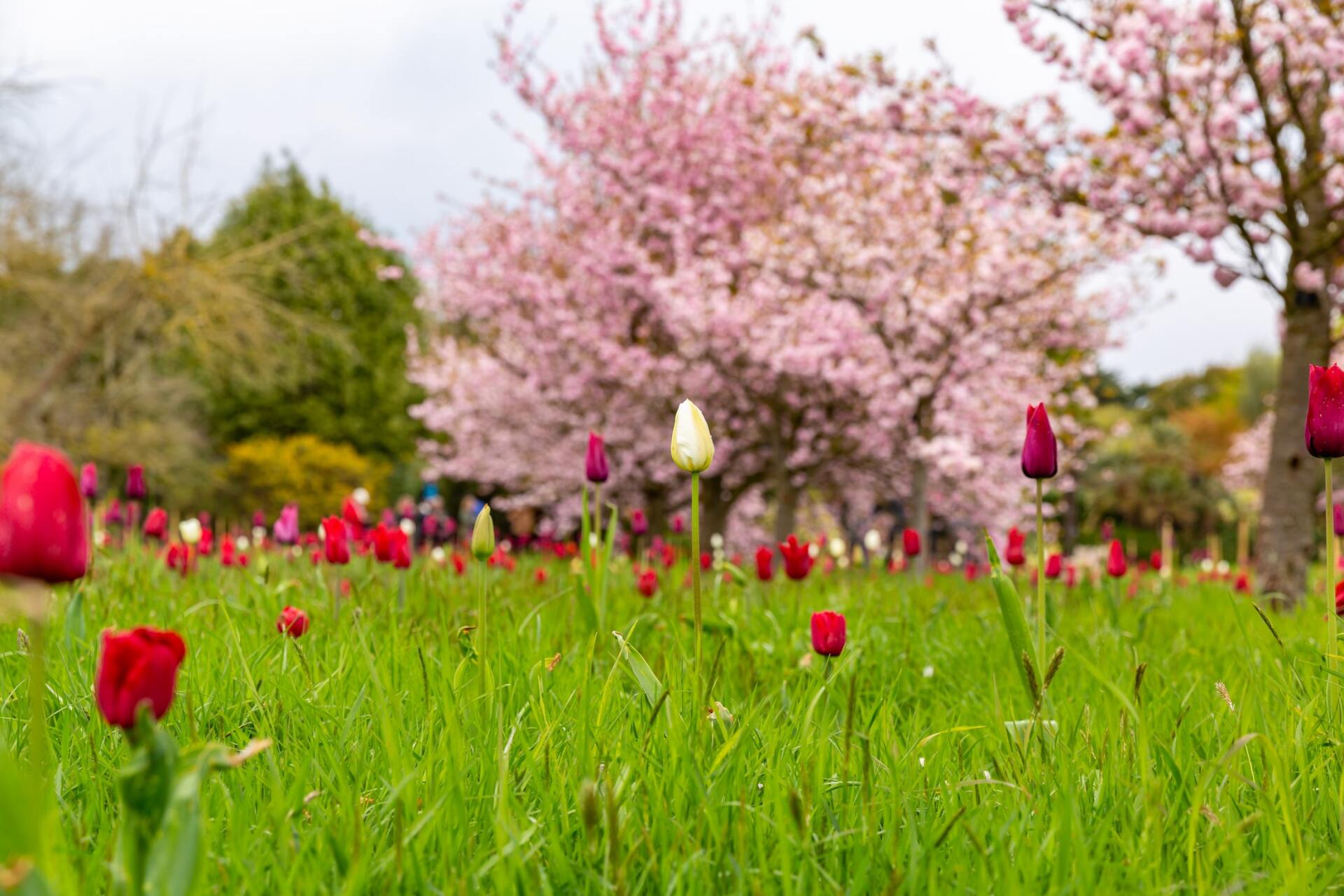 Field of red and white tulips with pink cherry blossom trees in the background.