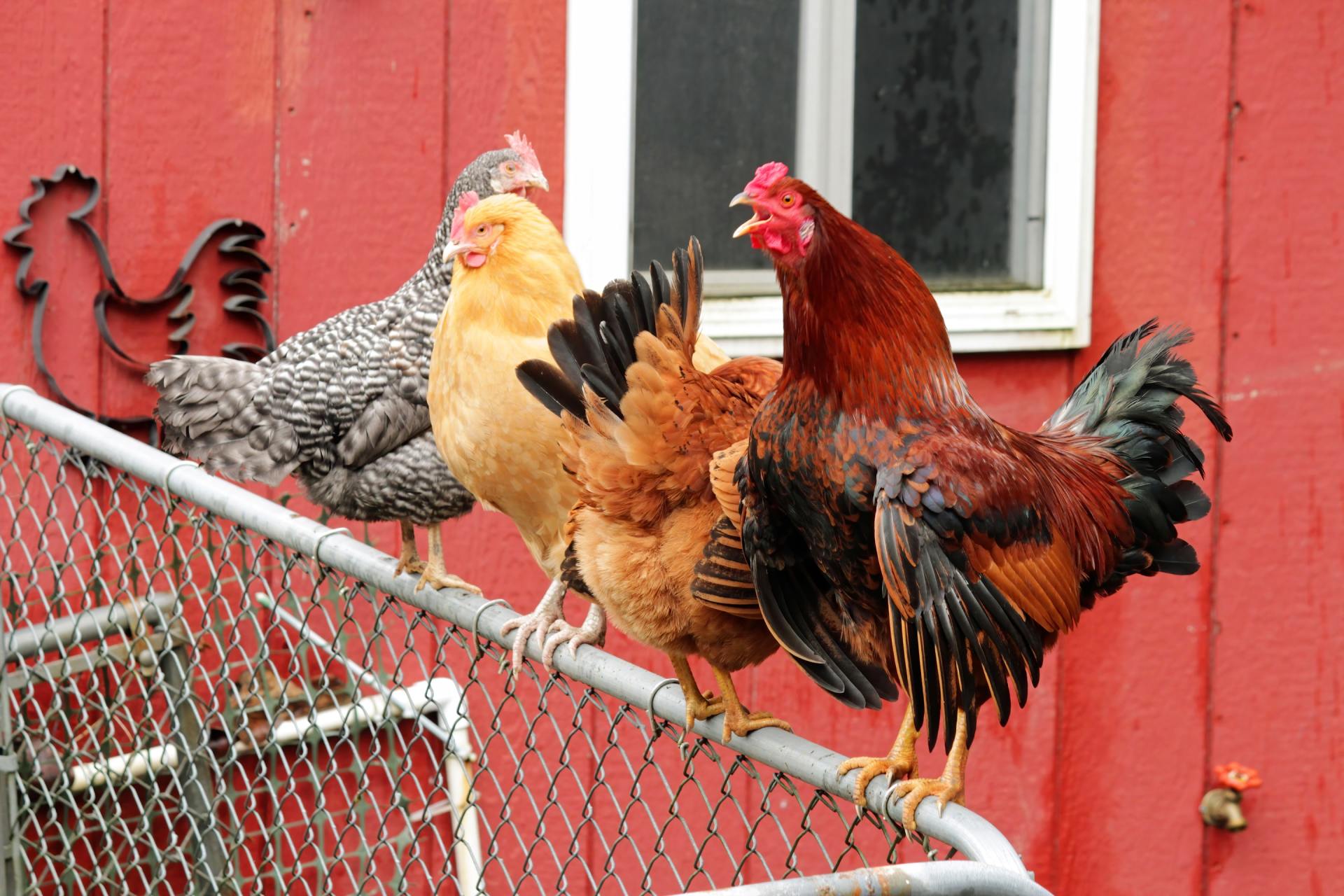 poultry