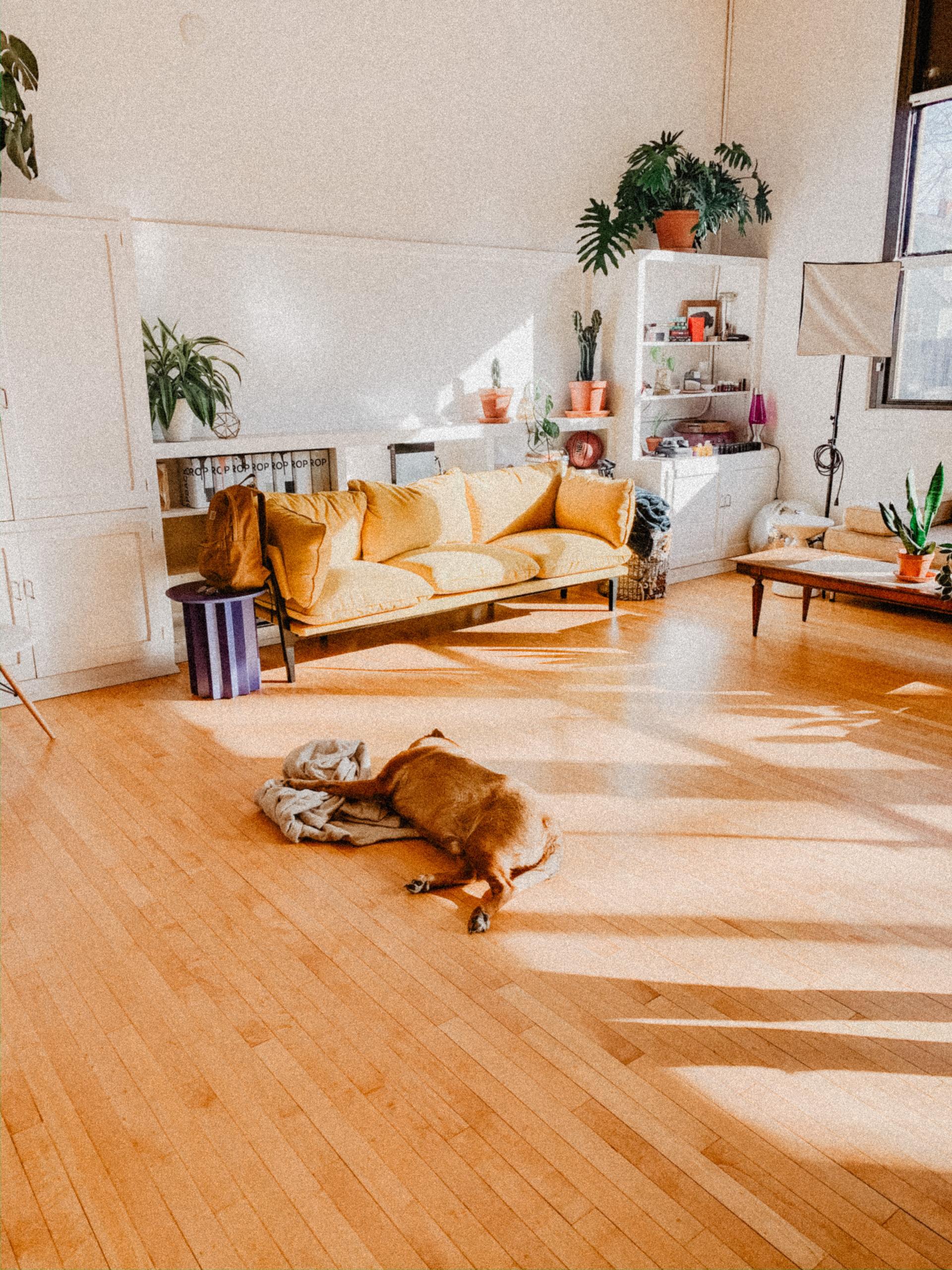 Dog resting on a rug in a bright living room with a yellow sofa, wood floors, and plants.