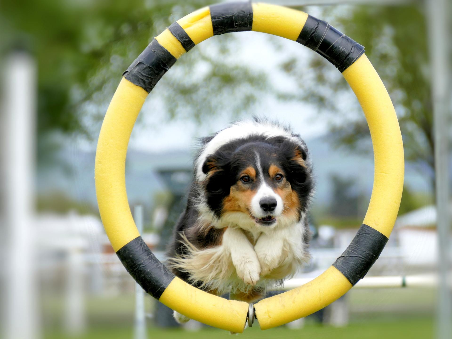 dog jumping through hoop