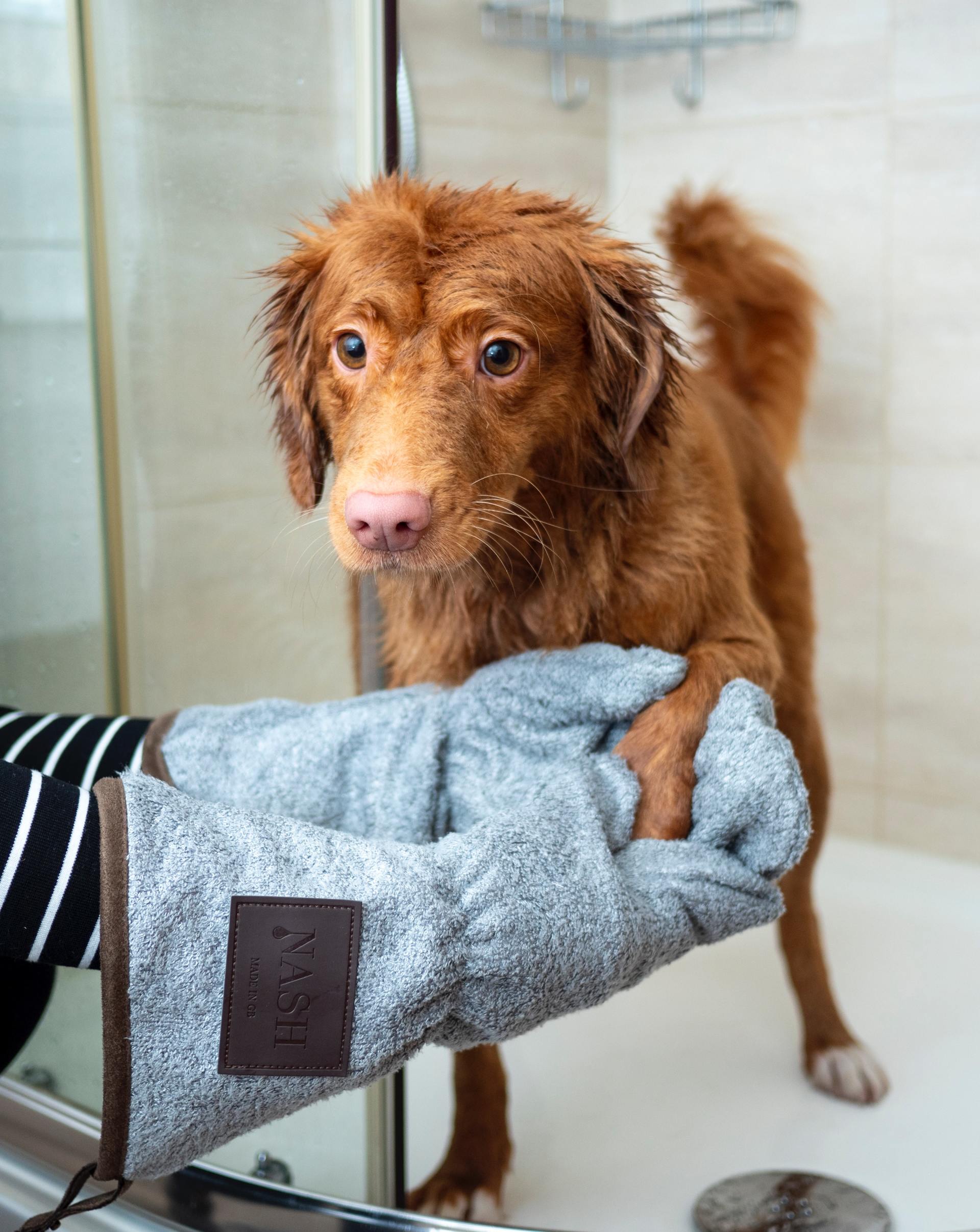 cute dog with wet hair after bath