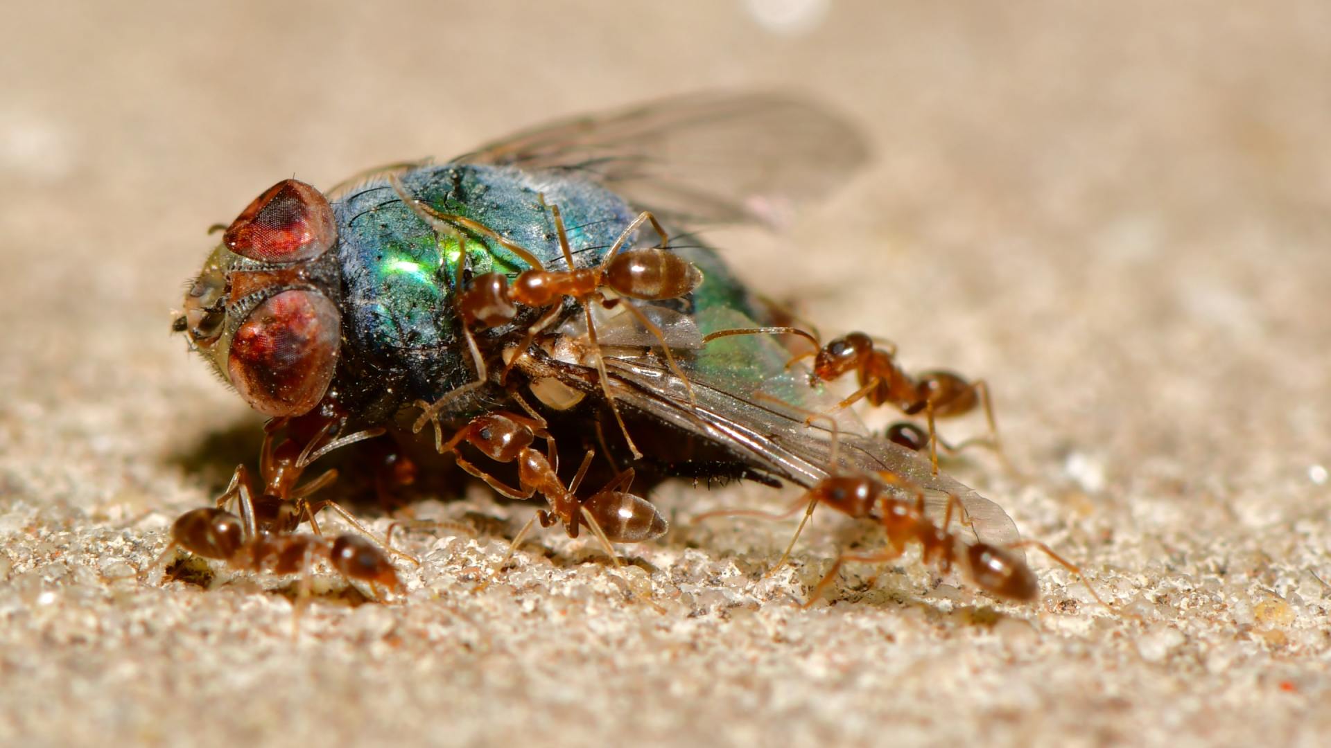 Spider Removal