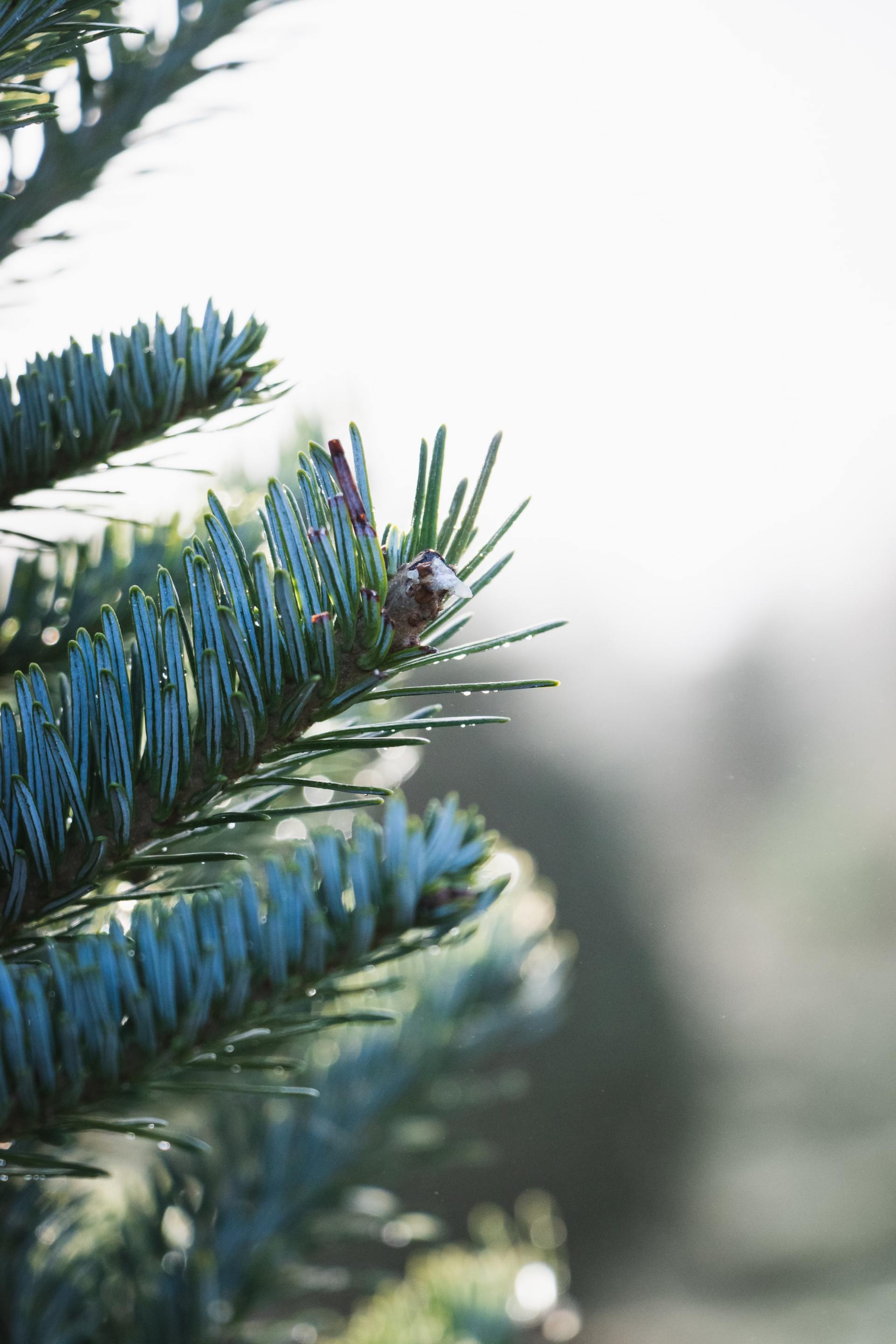 A close up of a christmas tree branch with a cone on it.