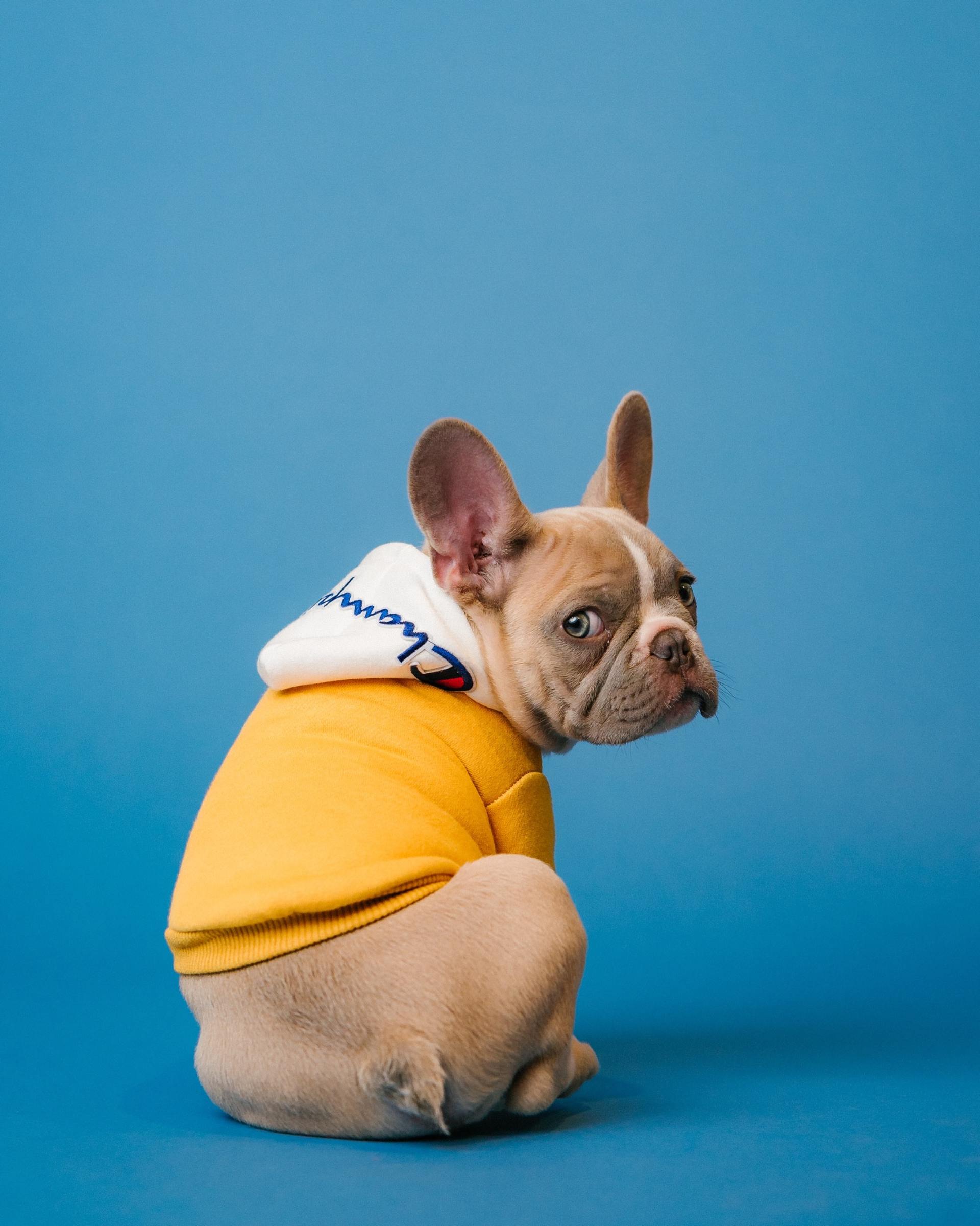 A french bulldog wearing a yellow hoodie is sitting on a blue surface.