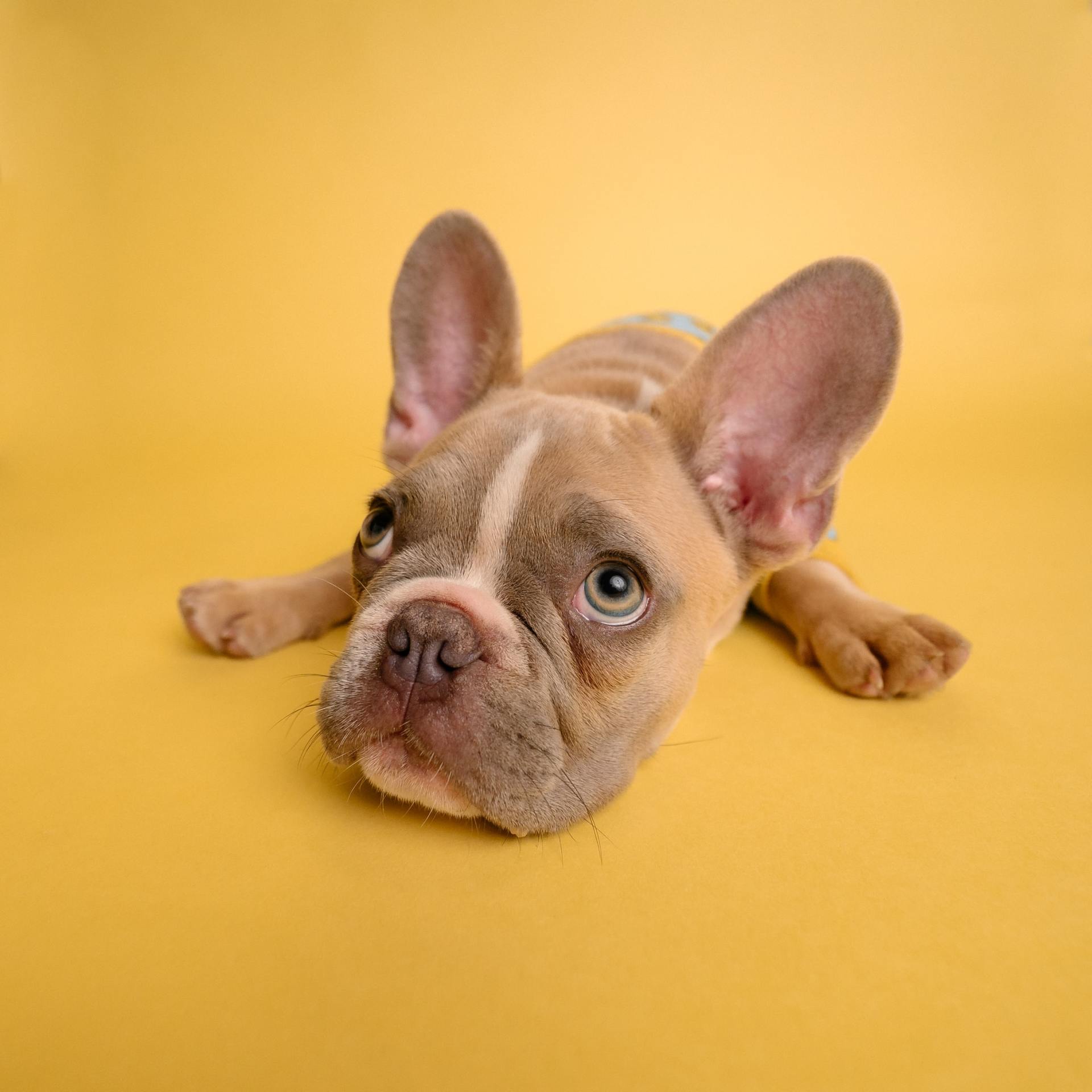 A french bulldog puppy is laying down on a yellow background and looking at the camera.