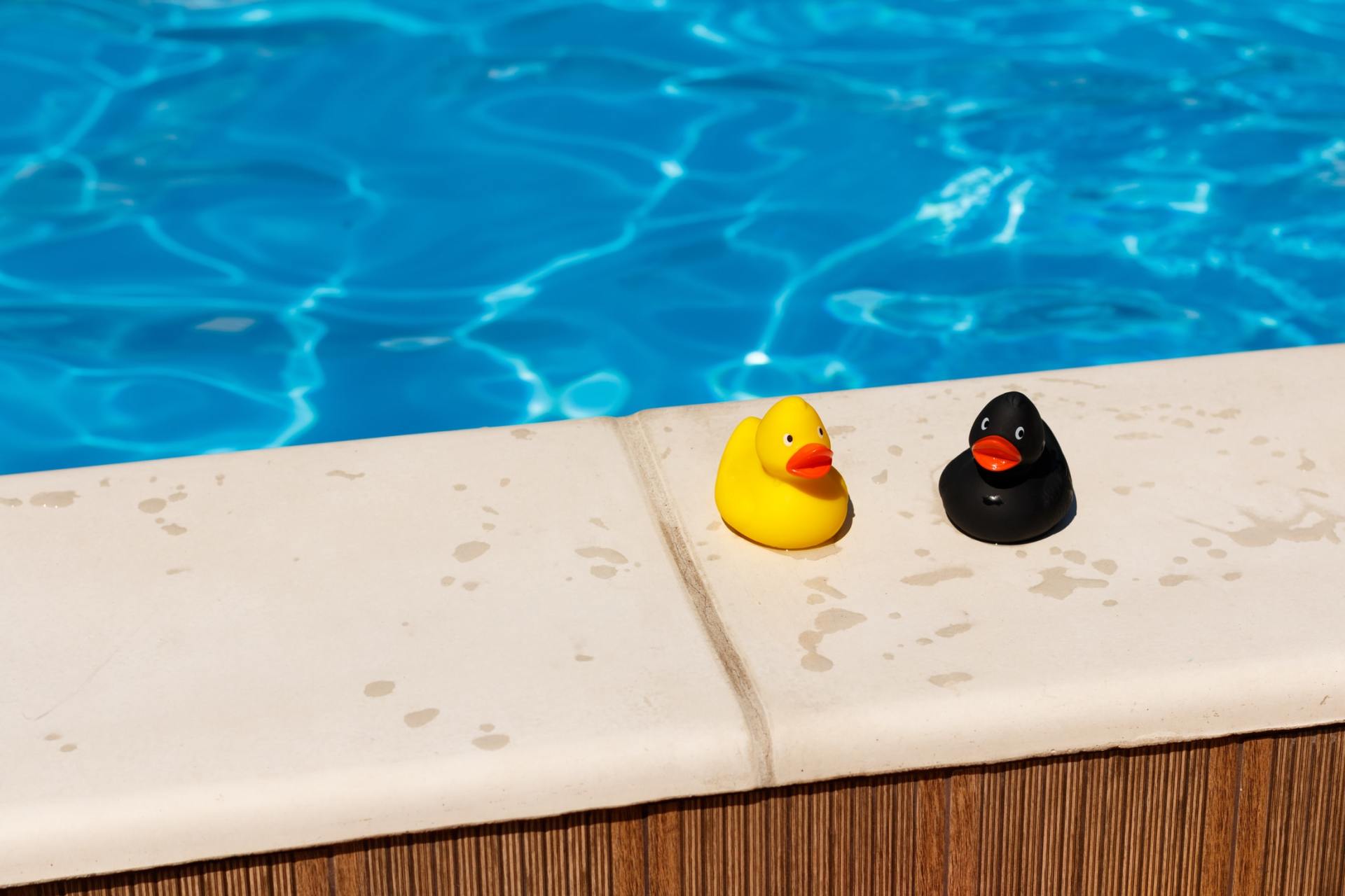 Picture of in ground swimming pool with rubber duckies on the side