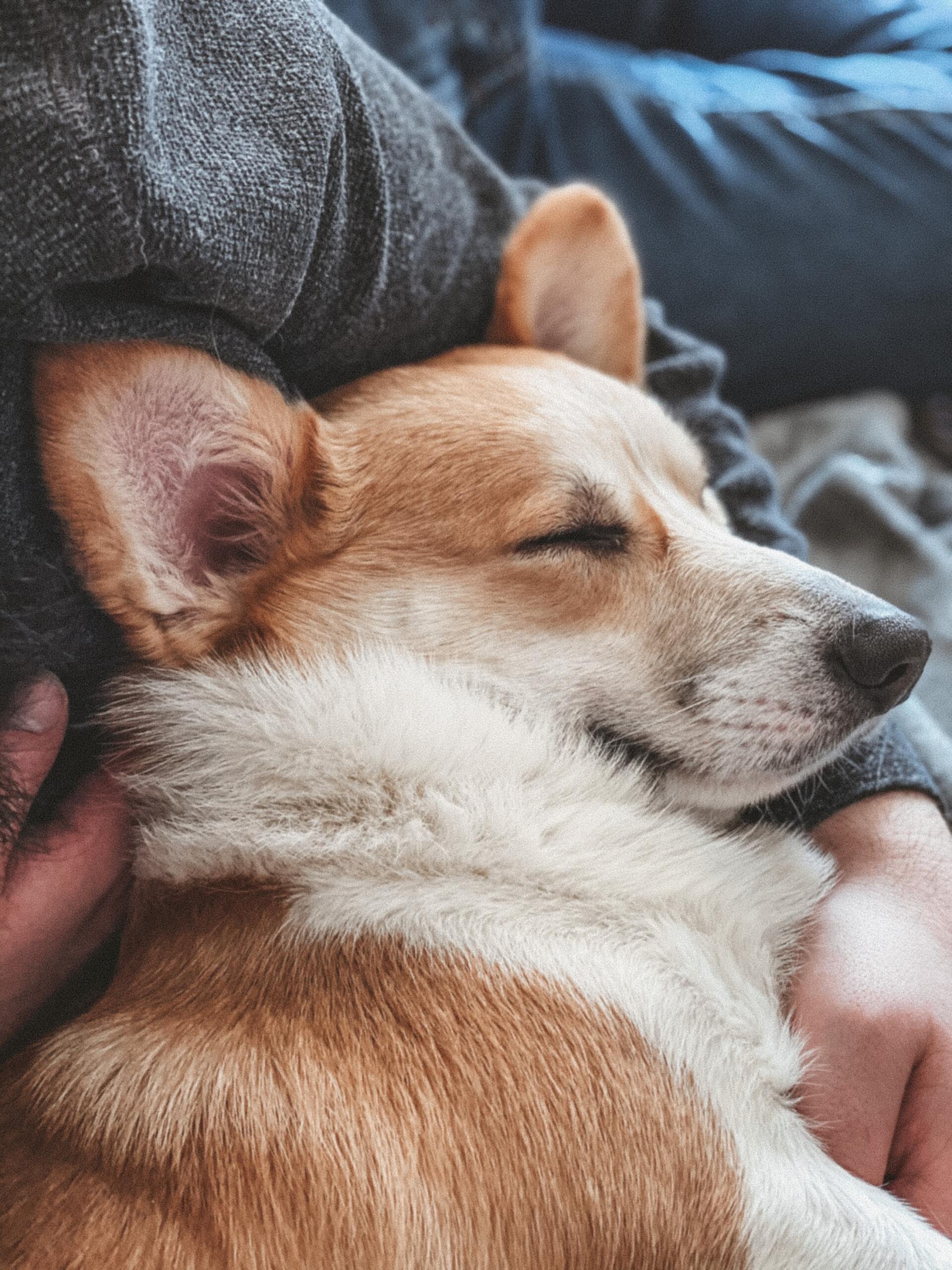 Pet Sitting and Dog Walking Trainers
