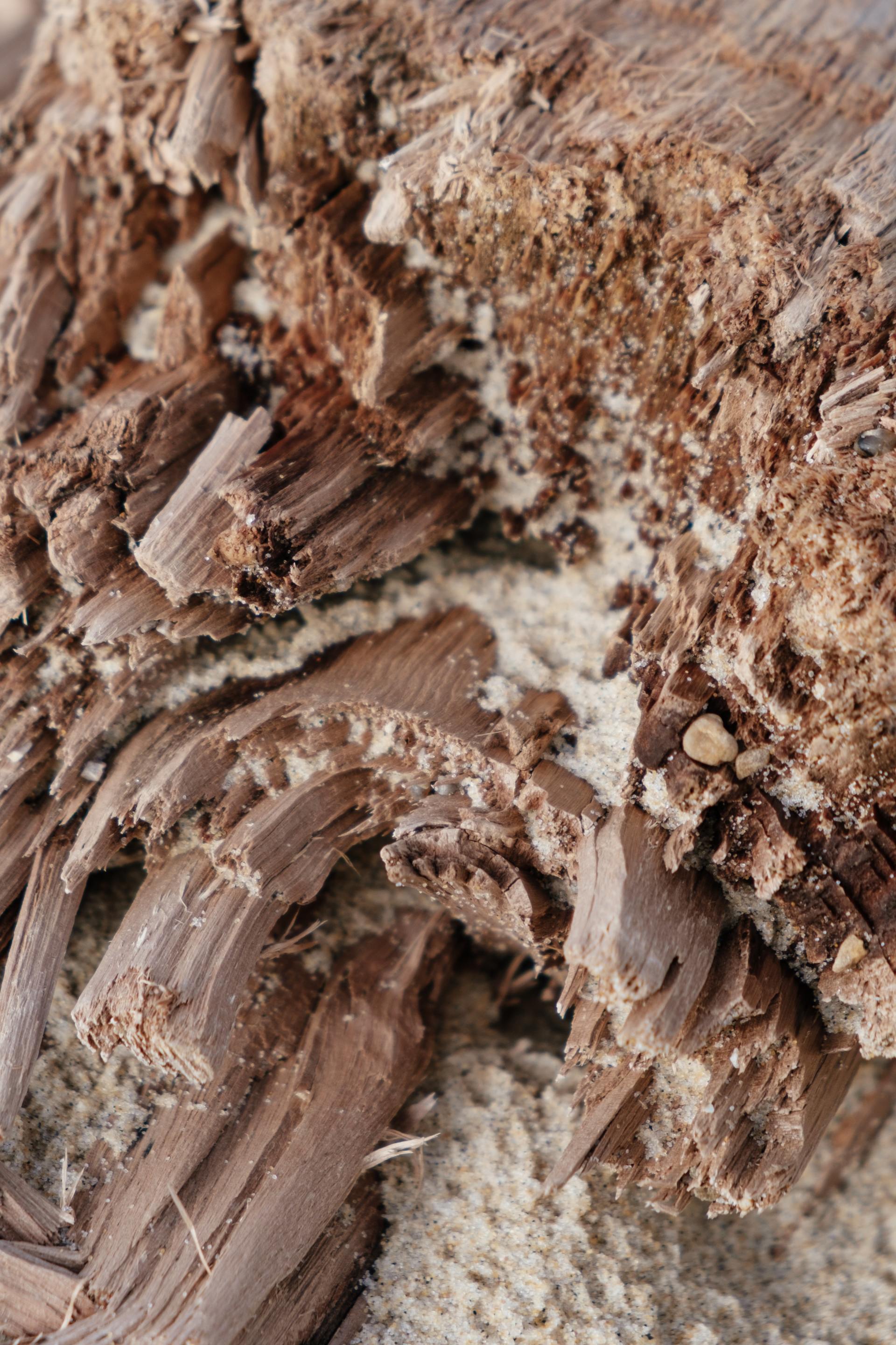 Termites