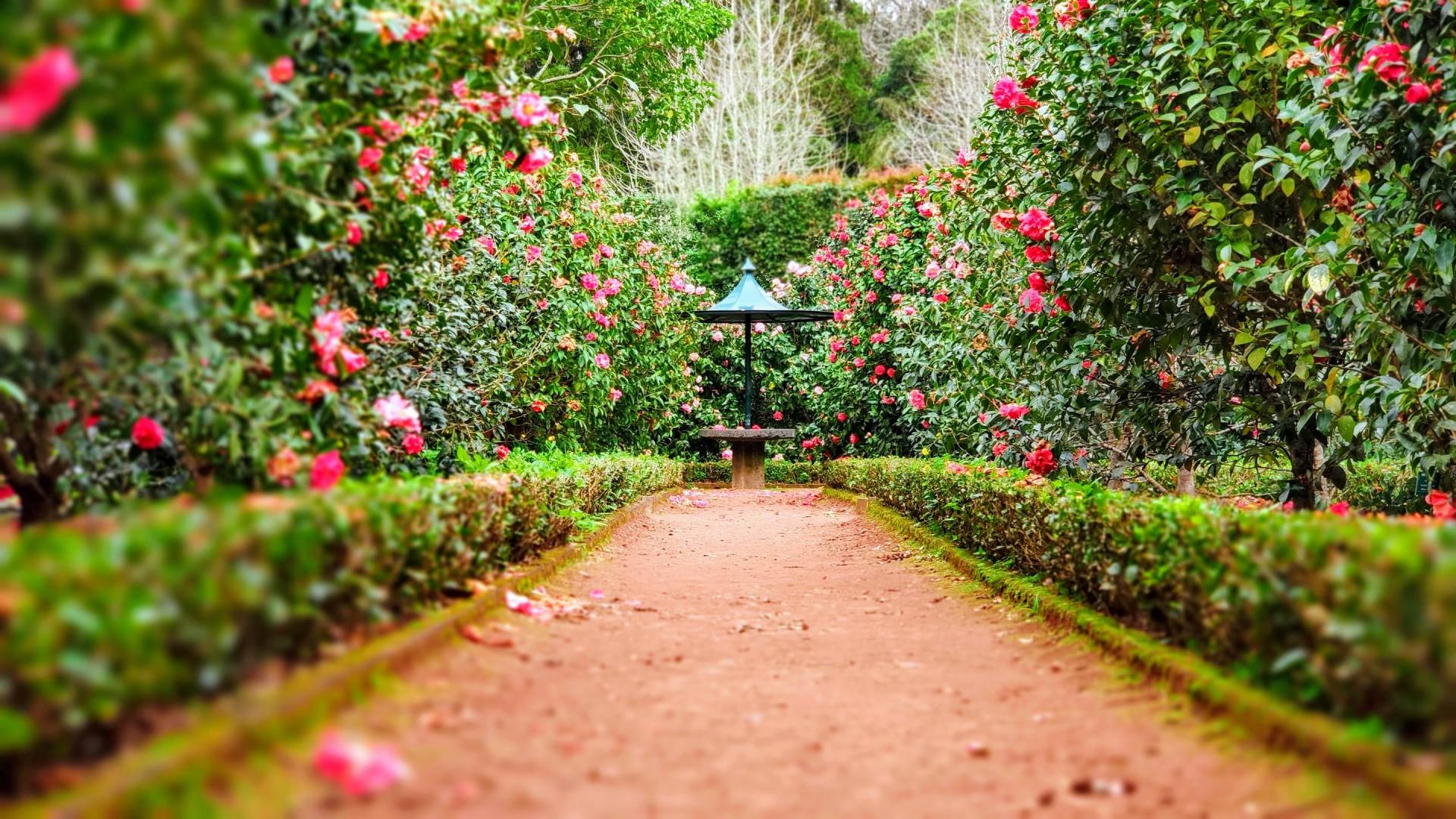 Garden path surrounded by lush rose bushes