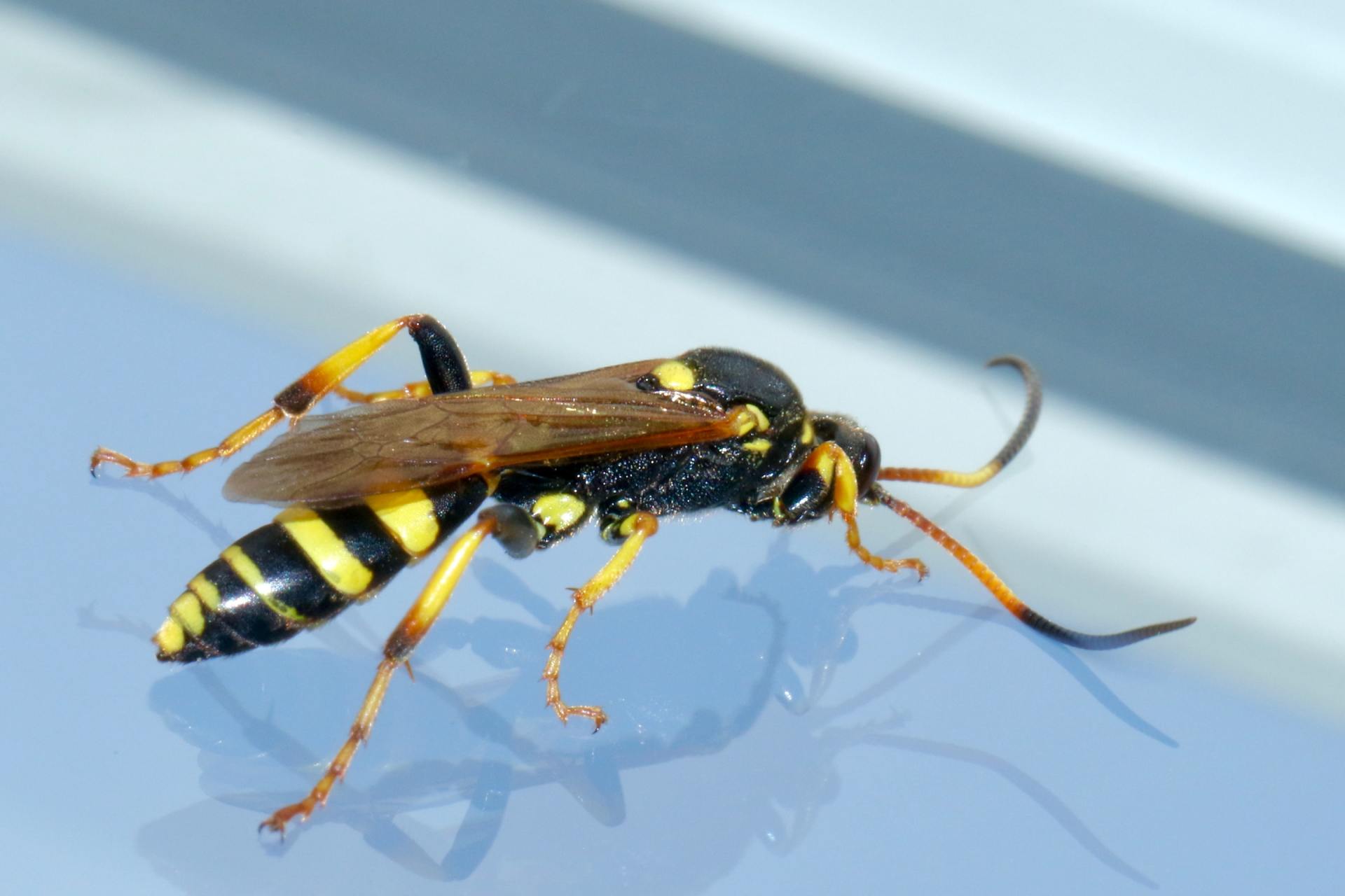 a black and yellow wasp is sitting on a blue surface .