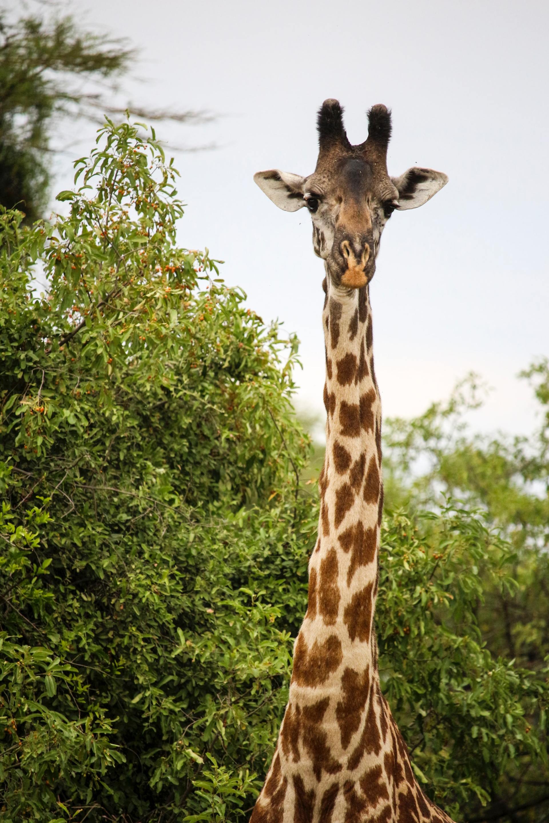 Le meilleur moment pour visiter le parc national de Tarangire 