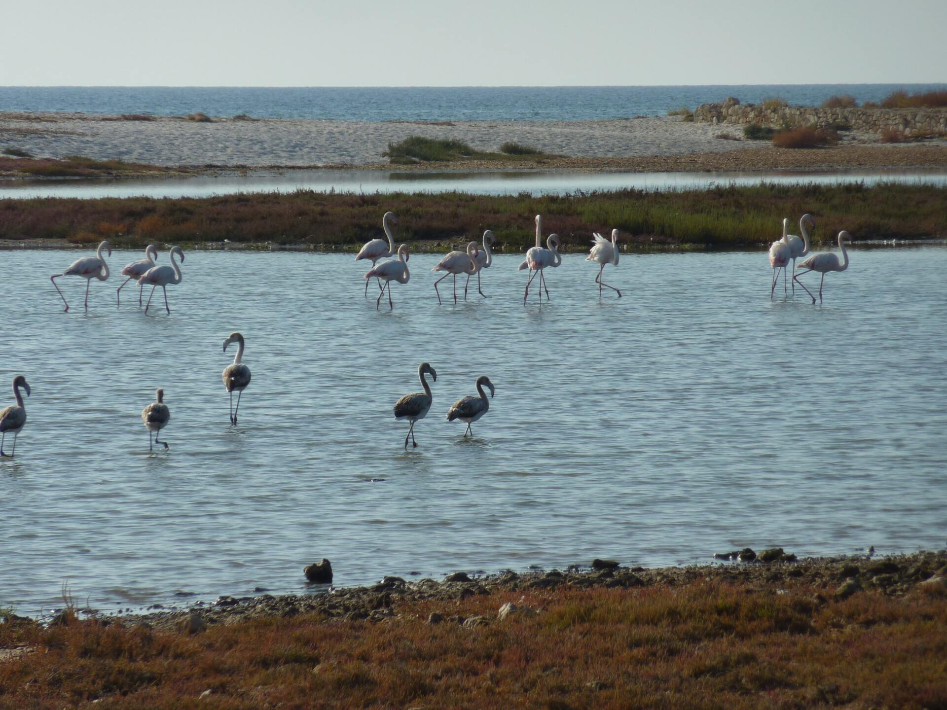 Fauna di Oristano