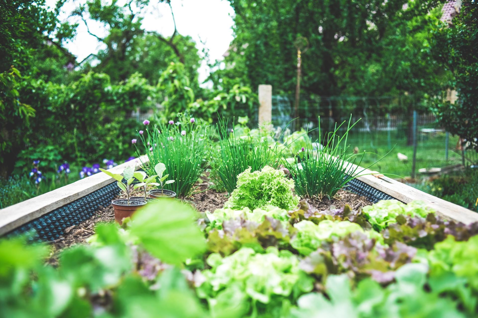 Herbacious border