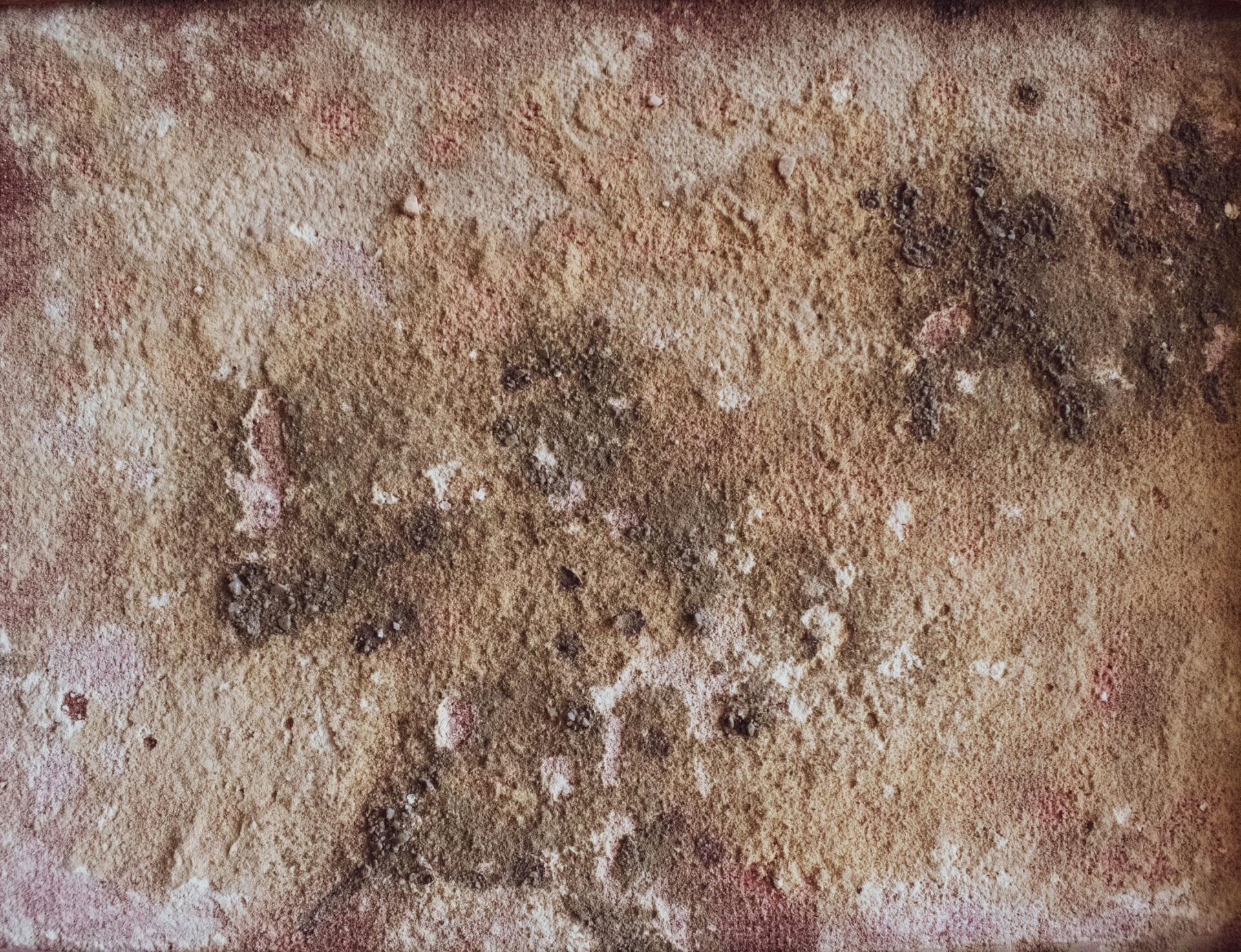 mold repair houston