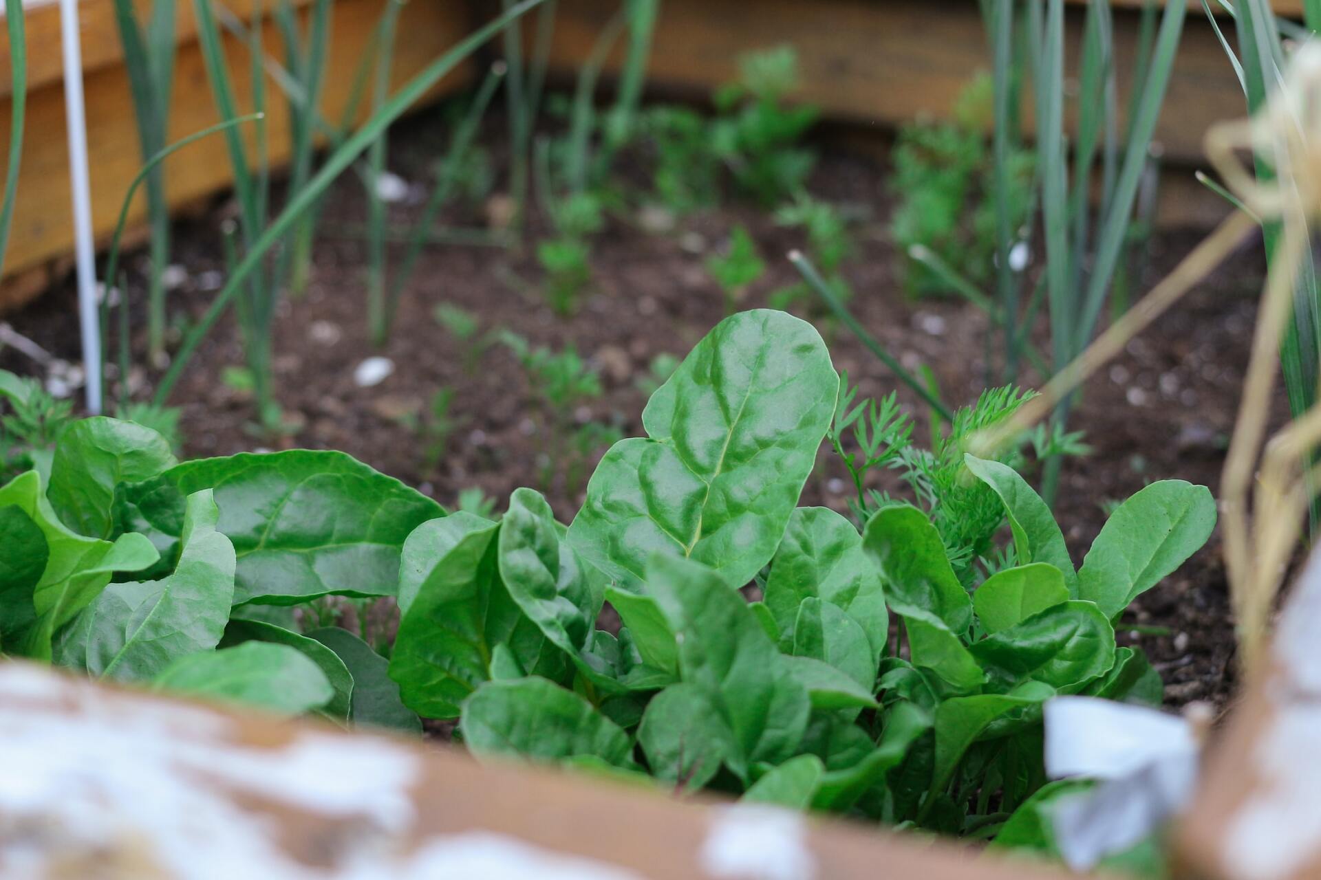 Raised bed