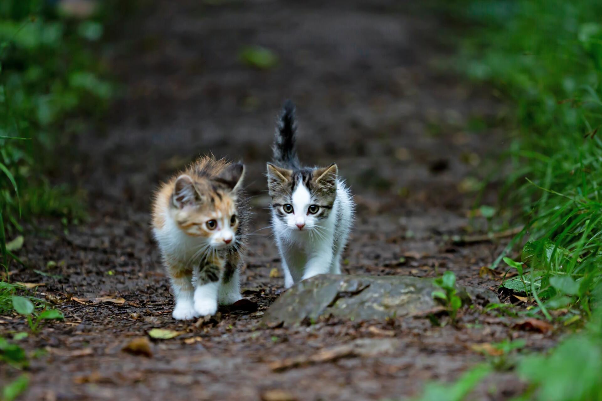 Two kittens are walking down a dirt path in the woods.